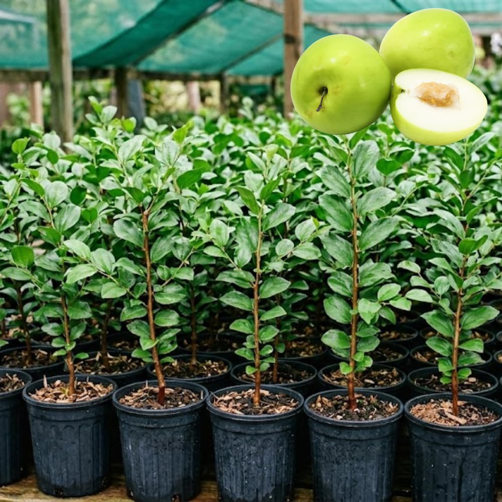Thai Jujube Tree Live Plant in 3 Gallon Container, Sweet Apple Date Tree, 2 Feet Tall, Hardy and Perennial, No Ship to CA