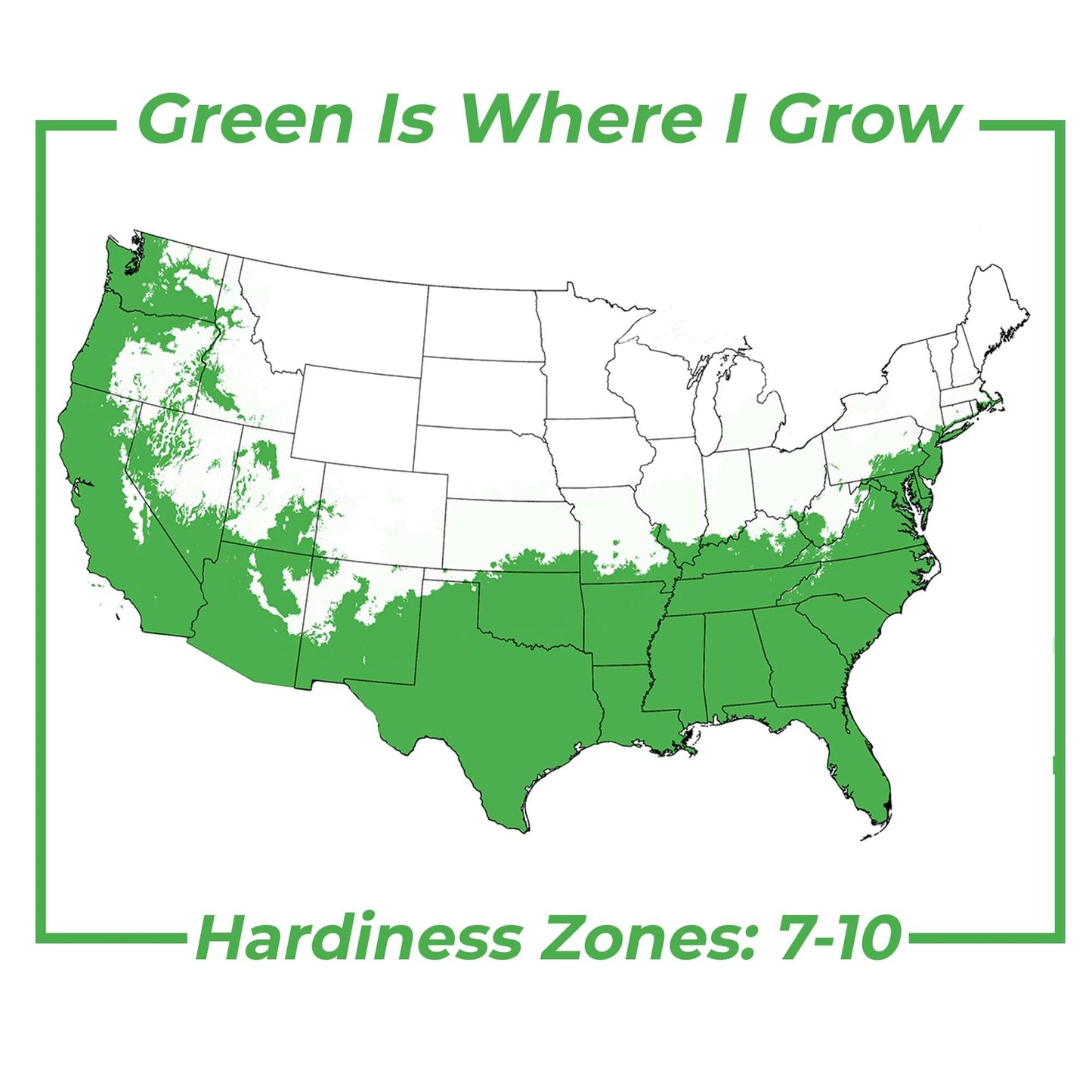 Perfect Plants Southern Live Oak in 1 Gallon Pot | Live Tree for Outdoor Planting | Fast Growing Shade Tree | Majestic Towering Landscape Oak | Green Leaf Canopy | Zones 7-10