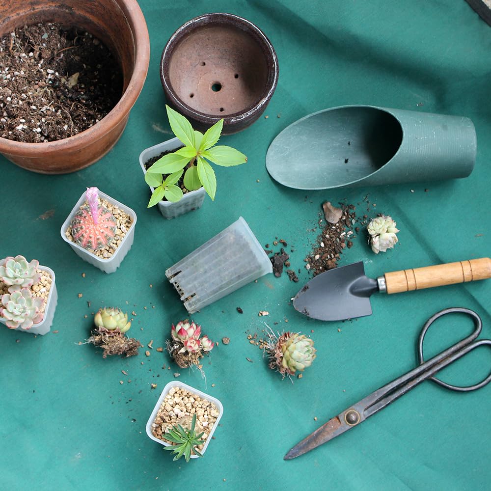 BangQiao 60 Pack 1.95 Inch Tiny Clear Plastic Square Nursery and Seedling Pot, Mini Deep Transplant Seed Starter Planter with Drain Hole for Germination, Herb, Succulent