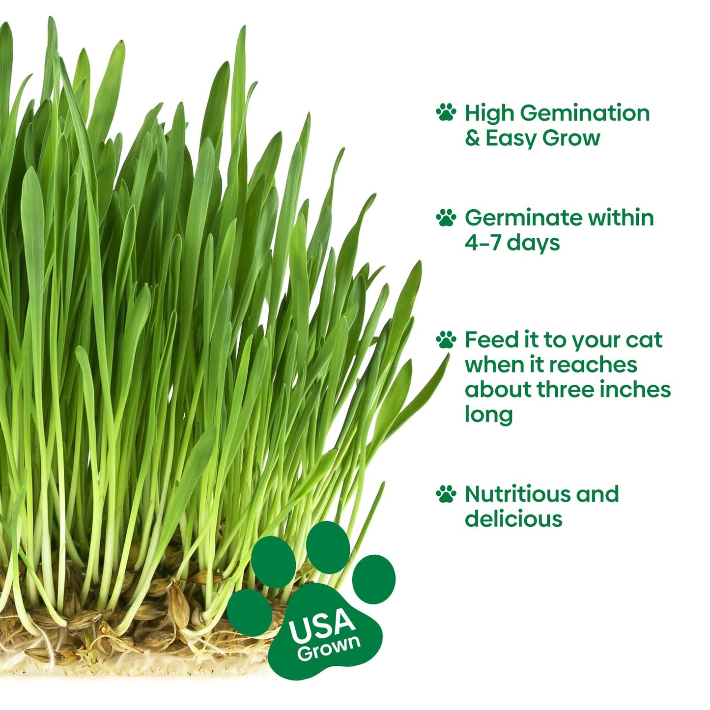 Groundio Cat Grass Seeds, All in 1 Cat Grass Growing Kit for Indoor Cats, Organic Wheat & Oat Seed with 98% High Germination Rate, Heirloom | Non-GMO | Coco Coir | BPA Free Container