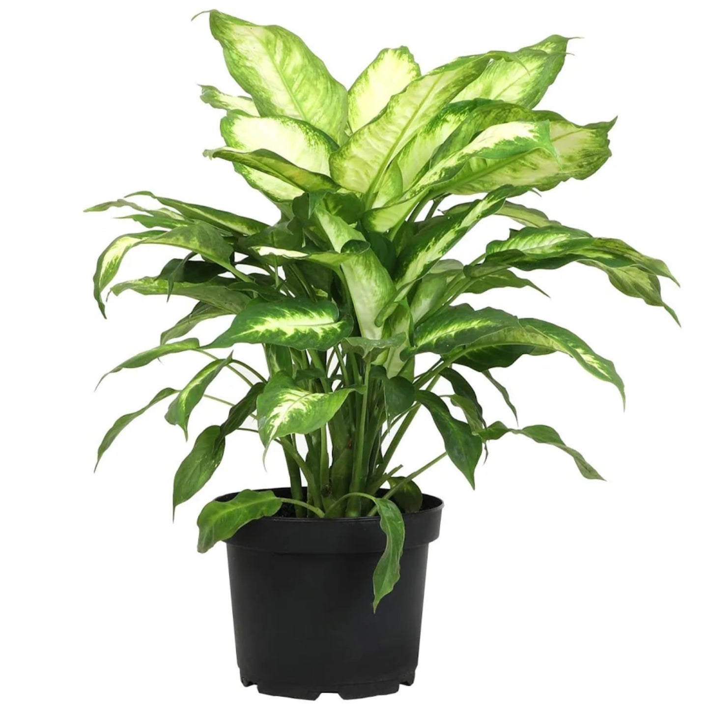 Dieffenbachia 'Dumb Cane' Live Indoor Houseplant, Variegated Green and White Tropical Foliage (Small Ceramic)