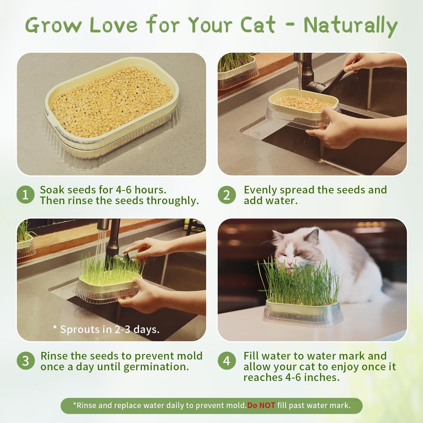 Cat Grass for Indoor Cats with 5 Pack Non GMO Wheat Seeds, Organic Grass Growing Kit, Soil-Free Planter, Perfect for Beginners, Cat Friendly Plants, Ideal Birthday Gift for Cat Lovers
