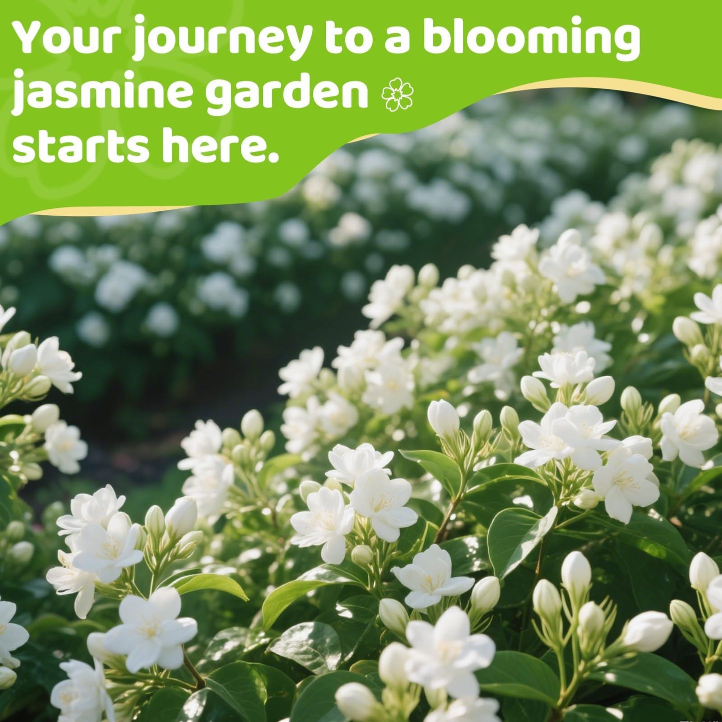 150+ Climbing Jasmine Flower Seeds for Planting – Easy to Grow, Non-GMO, High Germination Fragrant Flowers for Home Garden, Balcony, Trellis, Fence, Vertical Garden Decor