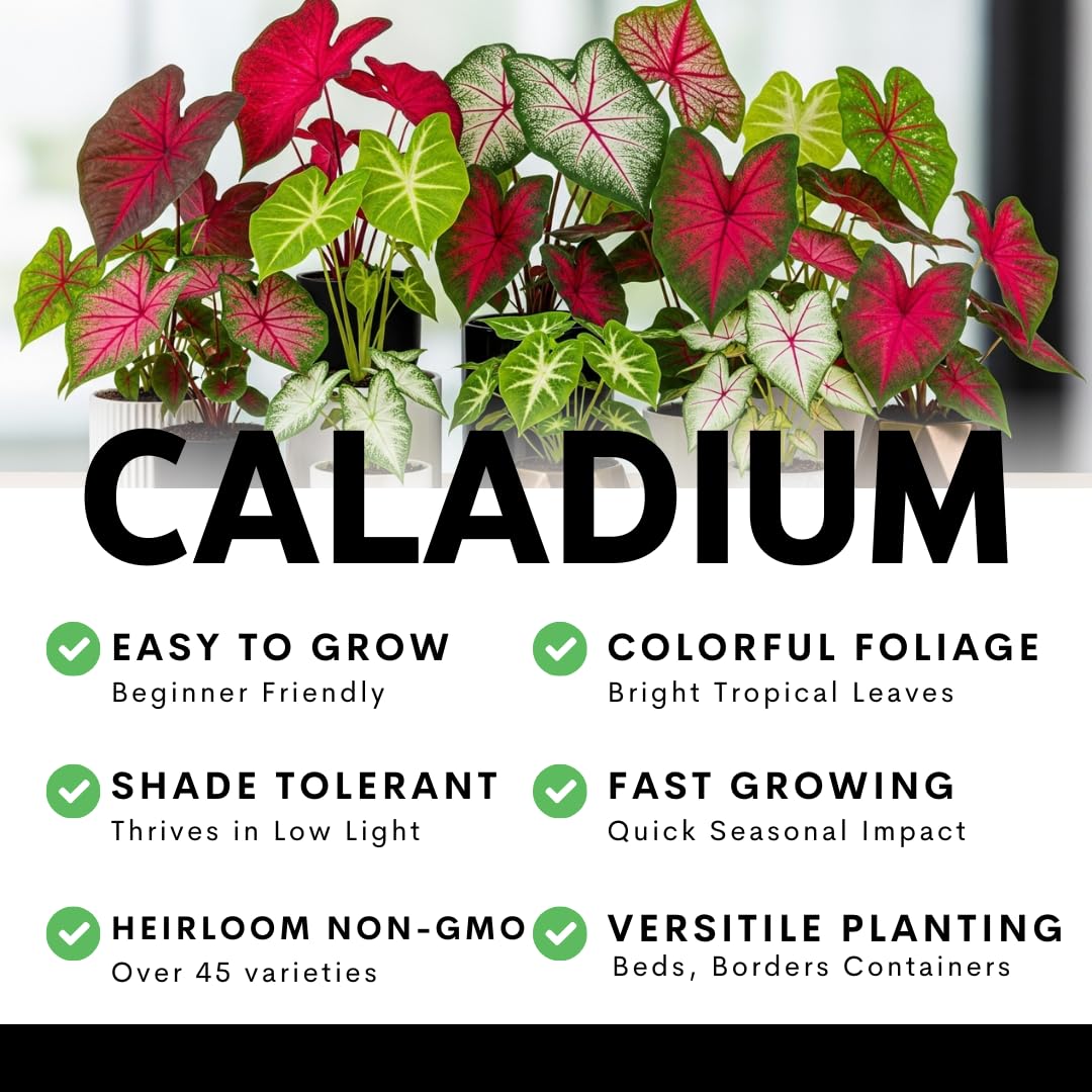 4 Chinook Caladium Bulbs for Planting – Red Pink Fancy-Leaf Caladium Shade Plants, Tropical Foliage Indoor or Outdoor Container Garden Houseplants, Easy-Grow Bulbs (4 Bulbs)