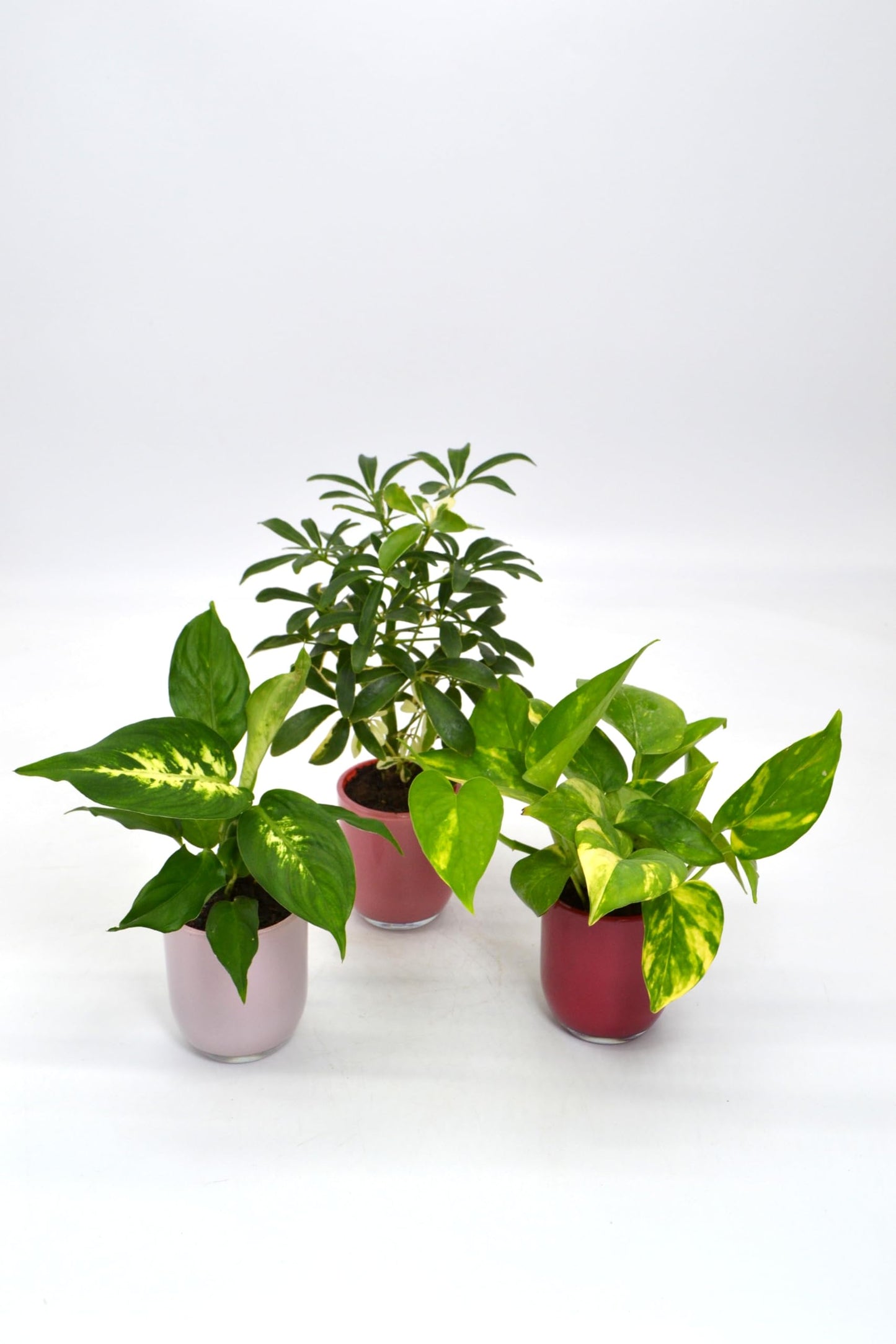 Mini Tropical 2.5 Inch Plants in Pink Glass Cups Live Plants, Set of 3 | Gift Set | Gift for Plant Lovers | Small Tiny Plant Decoration for Home, Office, Desk, Window Sill, Bathroom, Bedroom