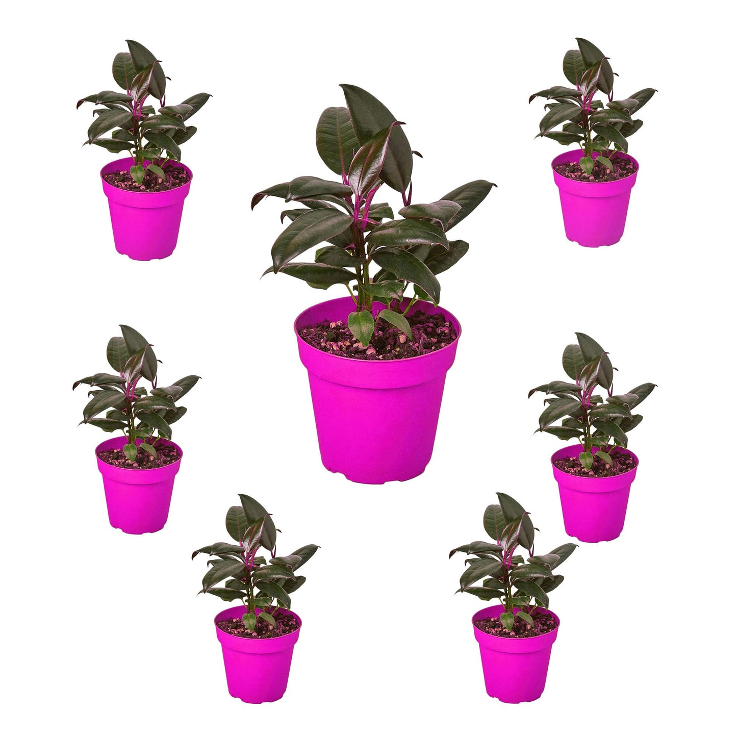 7 Pack Ficus Elastica 'Burgundy' in 6in Pot - Live Plants Tropical Houseplants | Variegated | USA Growers | The Snobby Leaf