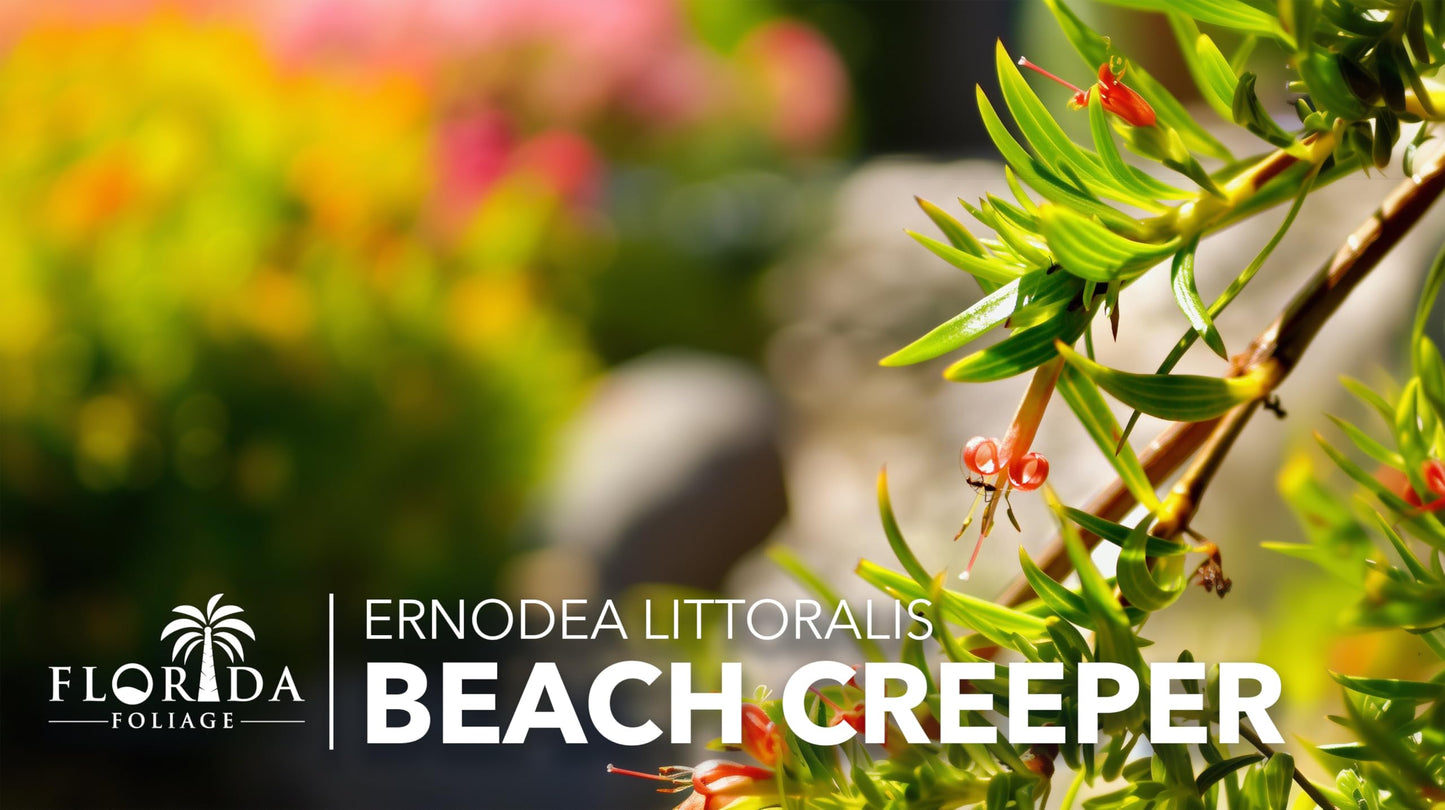 Beach Creeper | 10 Live Plants | Ernodea Littoralis | Coastal Ground Cover | Salt Tolerant | Low Maintenance | Drought Resistant | Fast Growing | Ideal for Sandy Soils | Tropical Landscaping