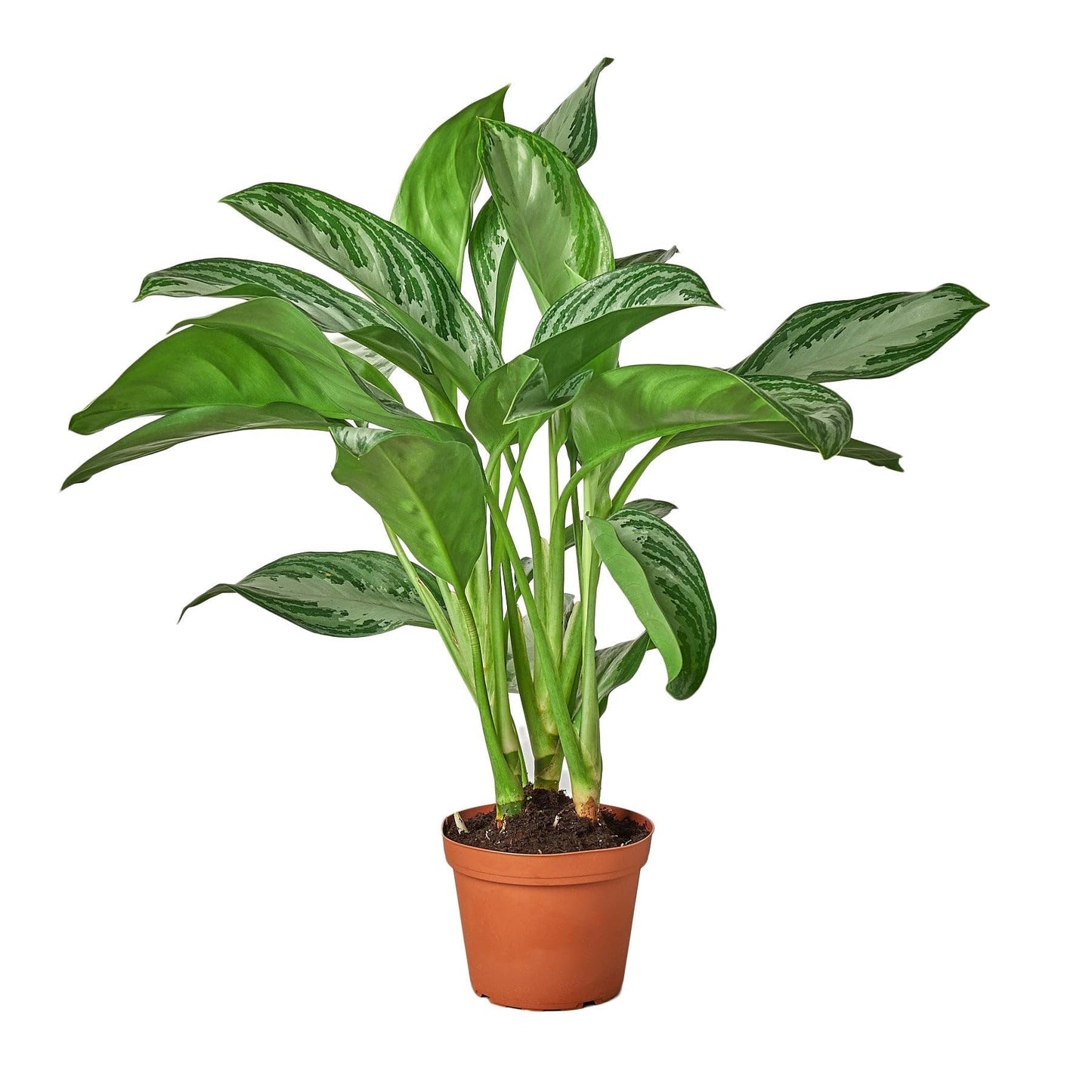 10 Pack Chinese Evergreen 'Silver Bay' - in 6in Pot - Live Plants Tropical Houseplants | Variegated | USA Growers | The Snobby Leaf