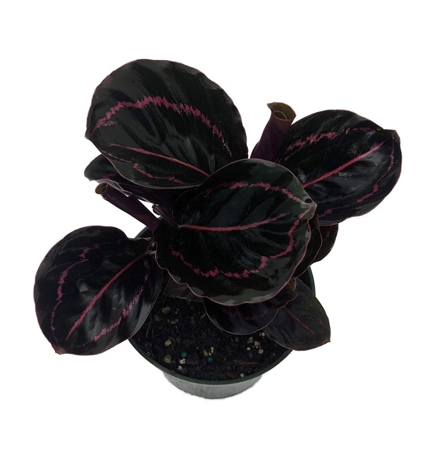 SmartMe Live Plant - Dottie Rose Painted Prayer Plant - Calathea roseopicta 'Dottie' - Easy - 4" Pot - Flowering Plant