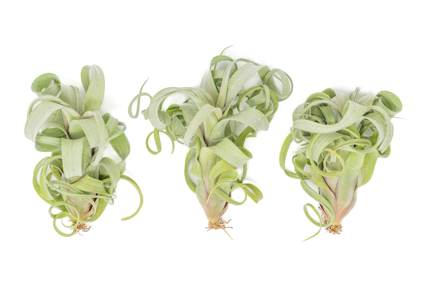 Air Plant Shop 3 Pack Tillandsia Curly Slim (T. Intermedia x T. Streptophylla) Air Plant - Succulents - Live Tillandsia - Easy Care Indoor and Outdoor House Plants
