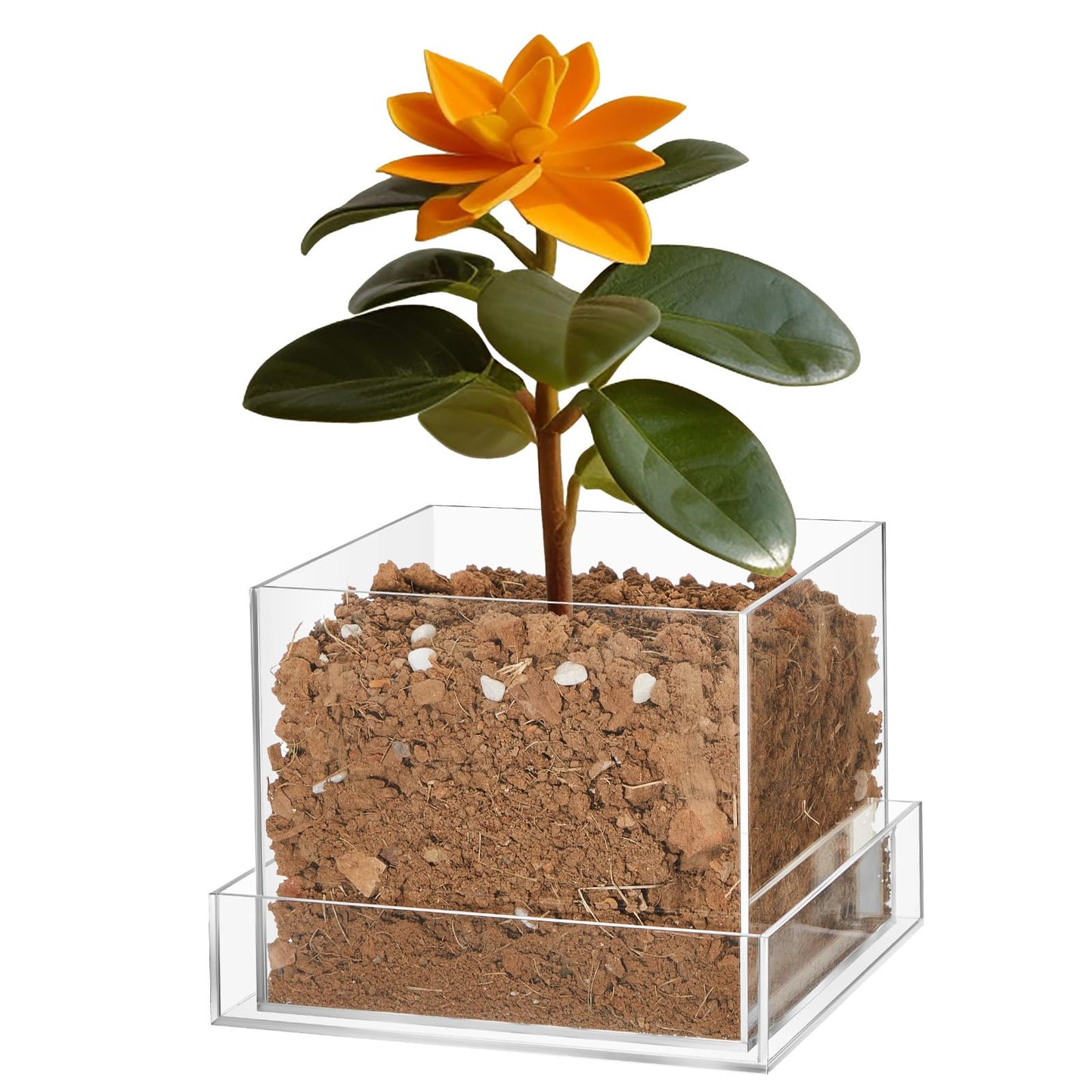 Sunnychicc Clear Plant Nursery Pots Acrylic Orchid Pots with Drainage Holes and Tray Transparent Planter for Indoor Plants, Succulents, Herb, Flowers and Cactus Decorative(8 Inches,Square)