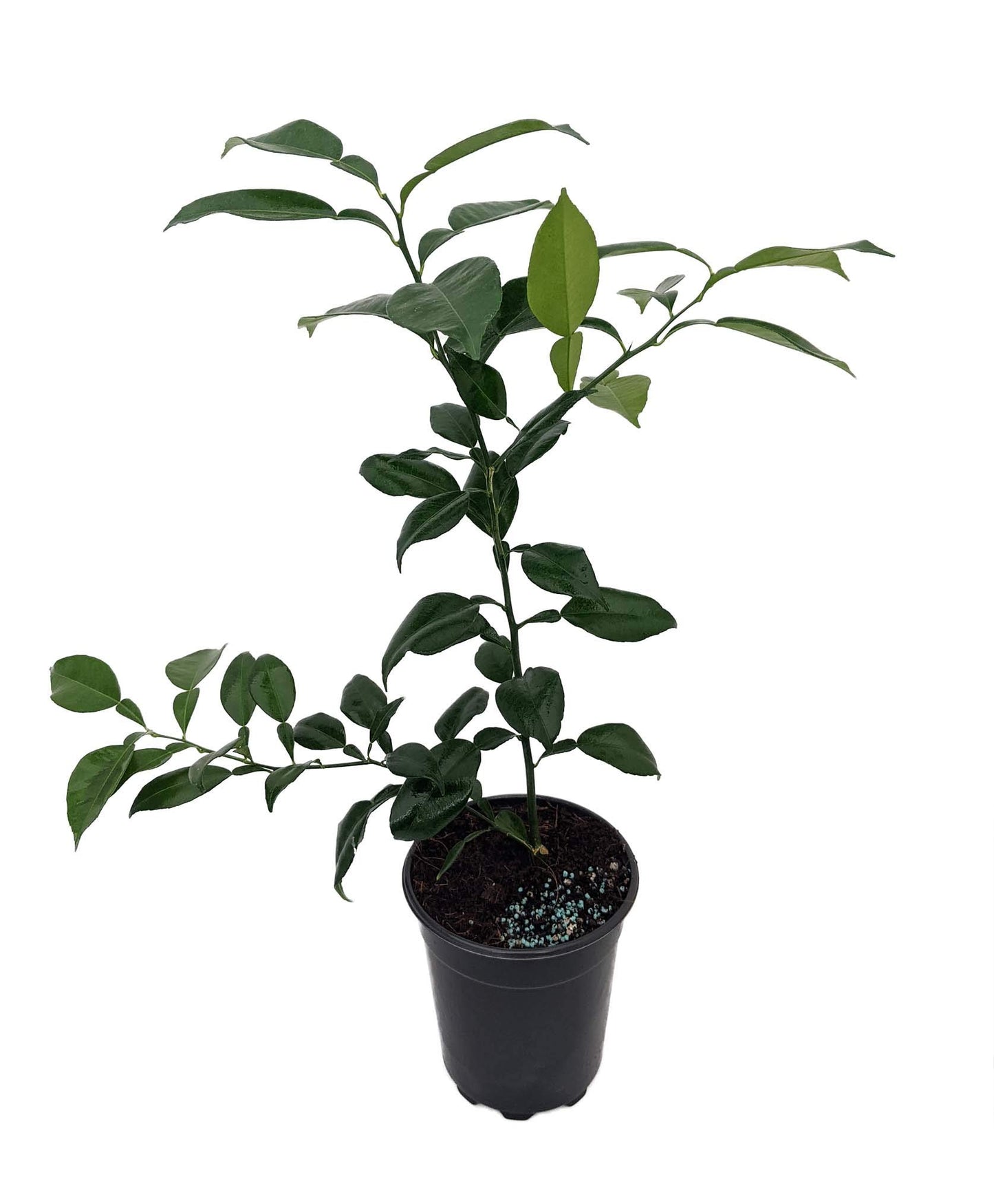 Rare Yuzu Citrus Tree - Indoors/Out - No Ship to Tx,Fl,Az,Ca,La,Hi - 5" Pot