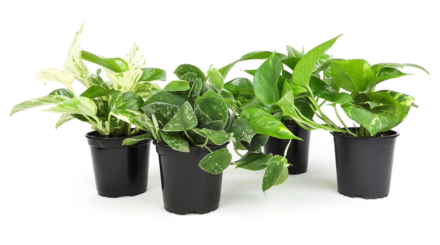 Altman Plants Live Houseplants (12PK), Indoor Plants for Delivery Prime & Live Pothos Plants (4PK) Indoor Plants Live Houseplants