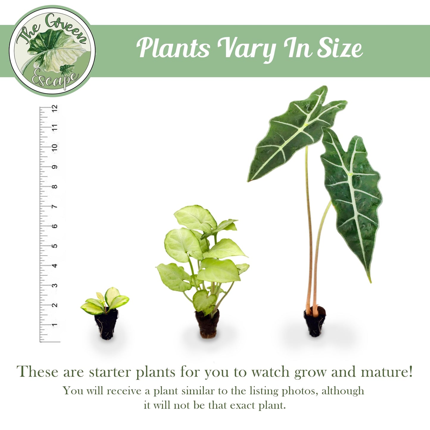 Generic Philodendron Hederaceum “Heart Leaf” Starter Plant, Natural