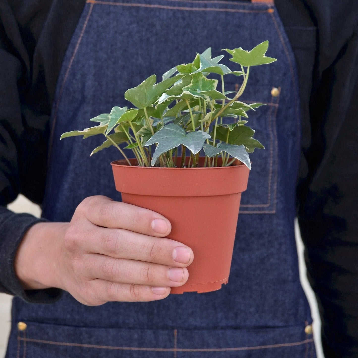 English Ivy 'Glacier' | Live Plant for Indoor & Outdoor | for Living Room, Office, Bathroom | (4" Pot)