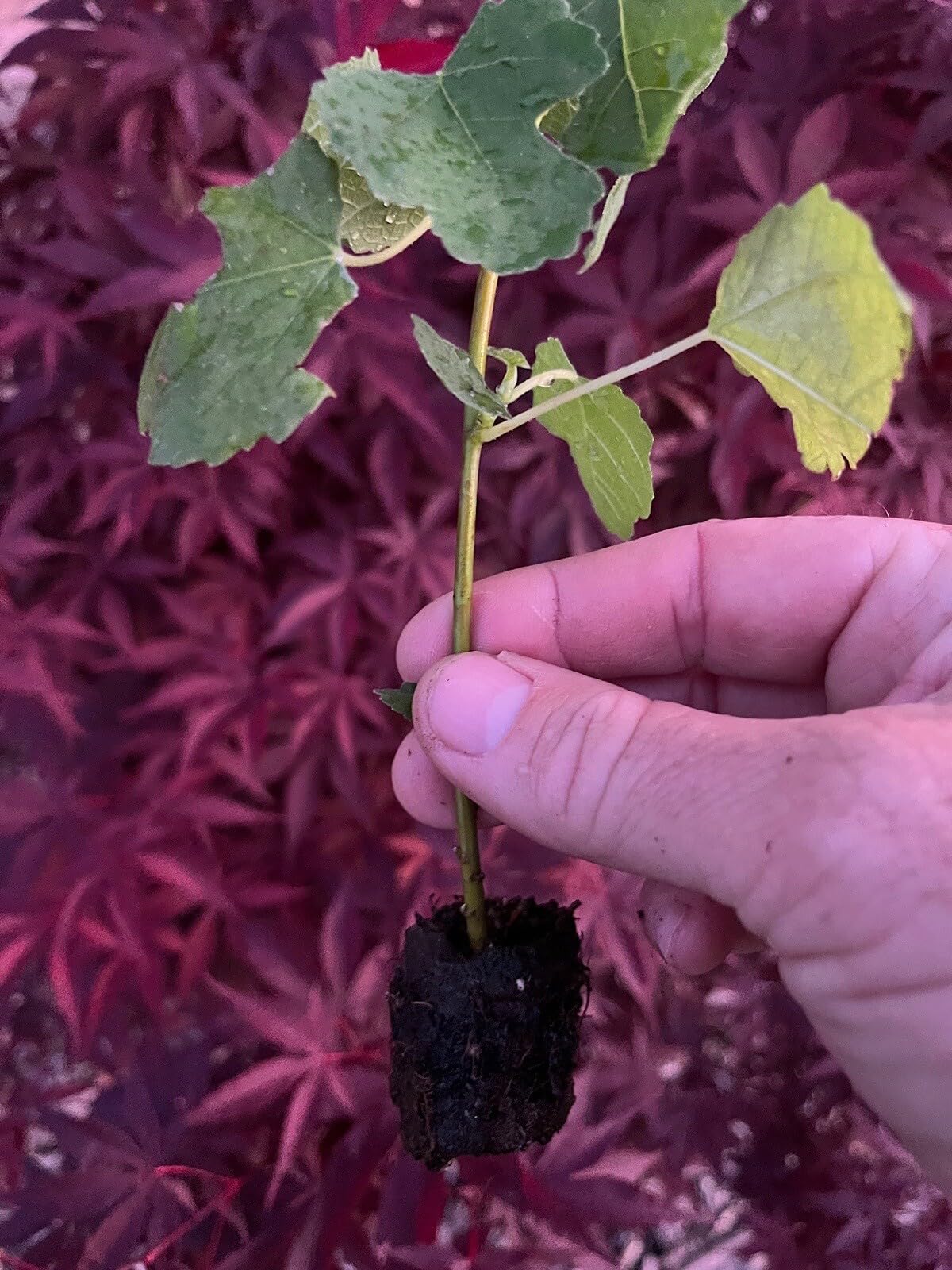 Live Plant - Fig Trees Cold Weather Combo 2 Trees Olympian and Fignomenal