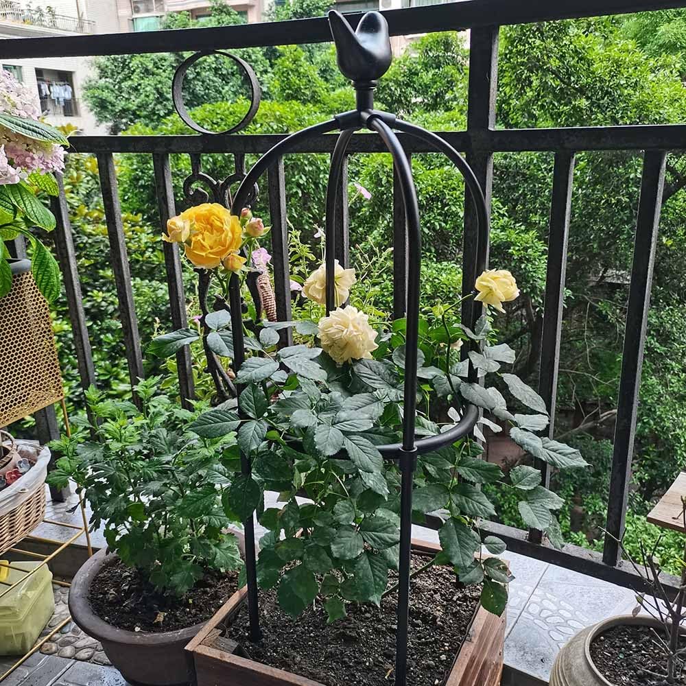 Garden Trellis Outdoor Obelisk for Climbing Plants 25" 33" 45" 57" 69" 81" Vine Supports Flowers Stands for Potted Vines Rose Cucumber(Black,36x125cm/14.2x49in)
