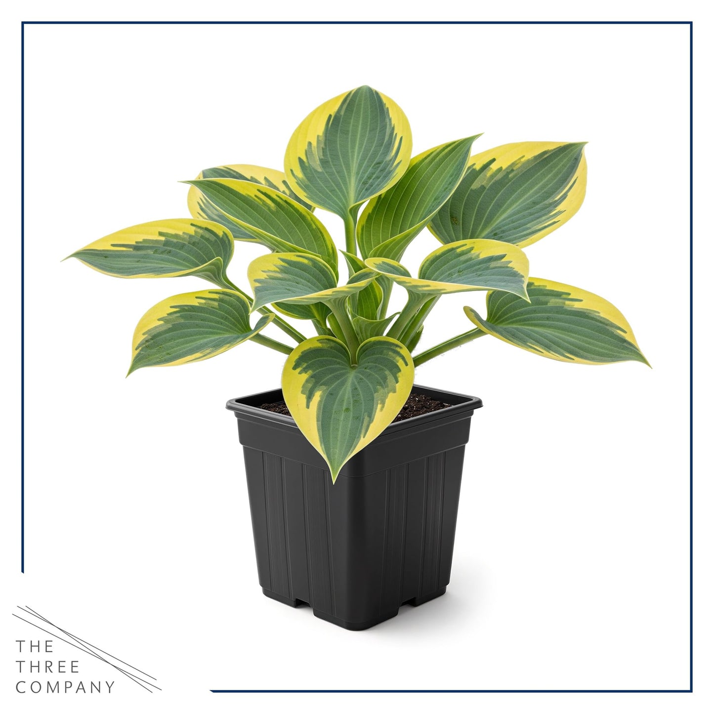 Live Perennial Hosta - First Frost (3 Plants Per Pack) Beautiful Accent Plant, 10" Tall by 4" Wide in 1 Qt Pot