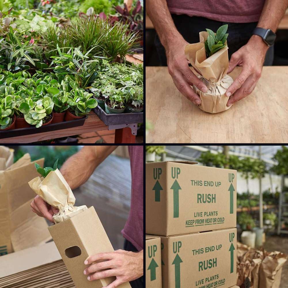 Money Tree Guiana Chestnut Pachira Stump Live Plant for Indoor | Different Houseplants in 4'' & 6'' Pot | Real House Plant for Living Room, Office & Bathroom | Pachira aquatica