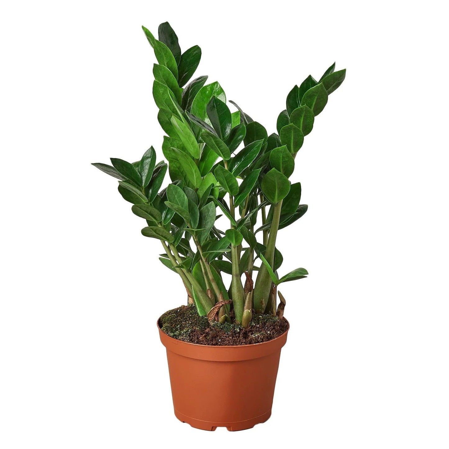 3 Pack Zamioculcas Zamiifolia ZZ in 4in Pot - Live Plants Tropical Houseplants | Variegated | USA Growers | The Snobby Leaf