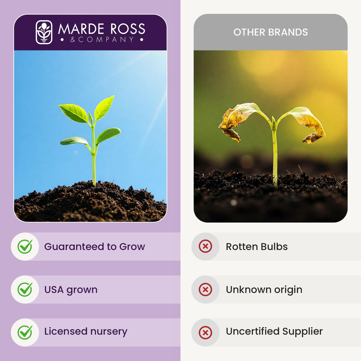 10 English Bluebell Bulbs - Hyacinthoides Non-scripta, Classic Woodland Spring Flowers, Ideal for Naturalizing and Shade Gardens, Woodland Planting. in England, These Make a Glorius Sight