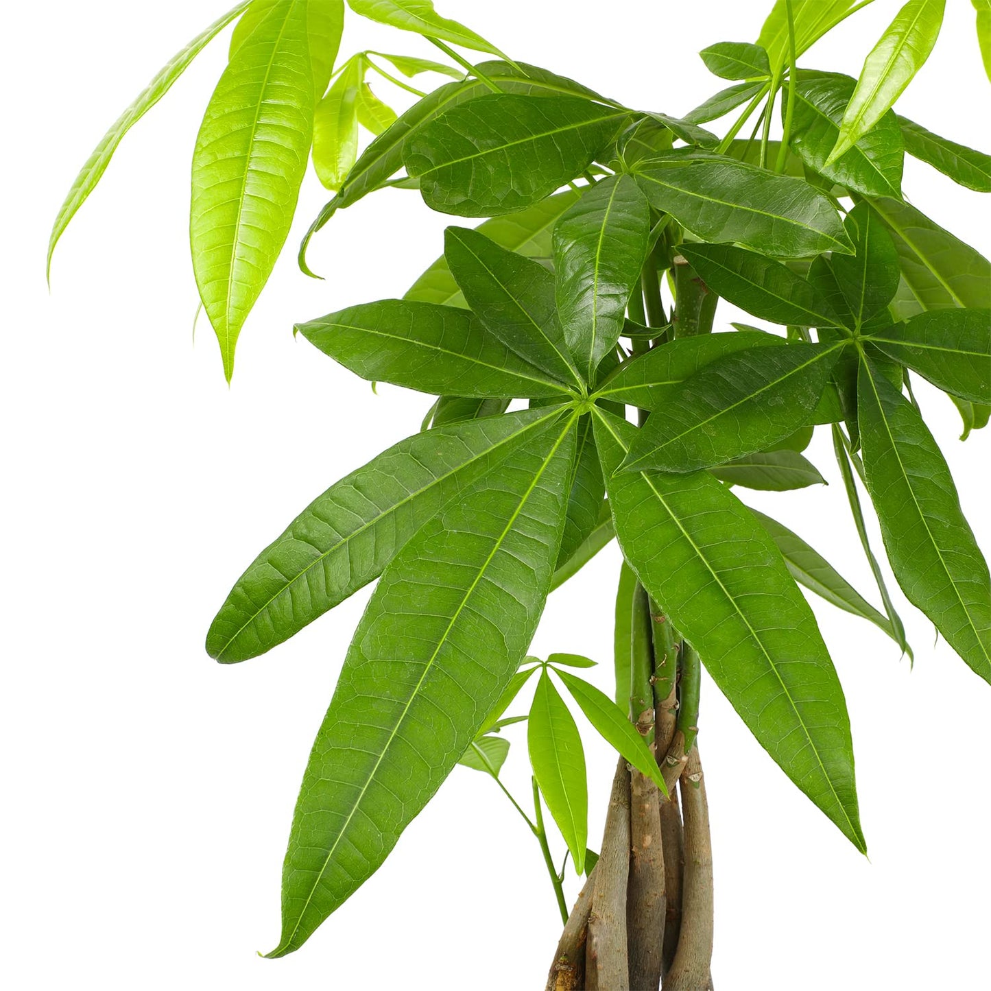 Money Tree Plant Indoor House Plants, Chinese Money Plant Decor & Altman Plants, Live Snake Plant, Sansevieria trifasciata Superba, Fully Rooted Indoor House Plant in Pot