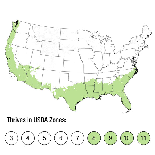 Star Jasmine 'Large Leaf' (2.5 Quart) Aromatic White Blooming Evergreen Vine - Full Sun Live Outdoor Plant