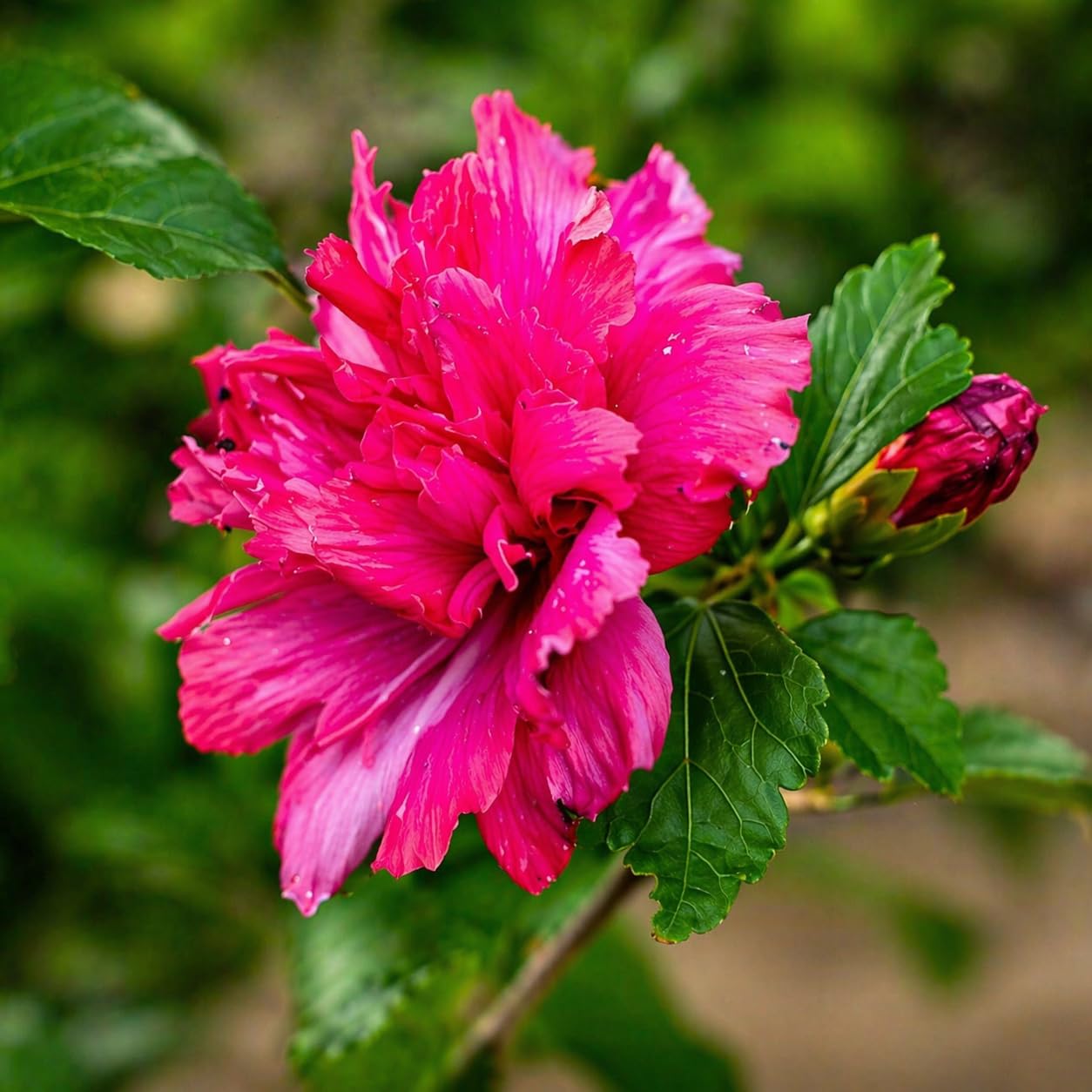 5 Red Lucy Hibiscus Rose of Sharon Trees - 10-18" Tall Live Plants - Althea Flowering Shrubs/Bushes - Hibiscus syriacus 'Lucy' - (5 Pack)