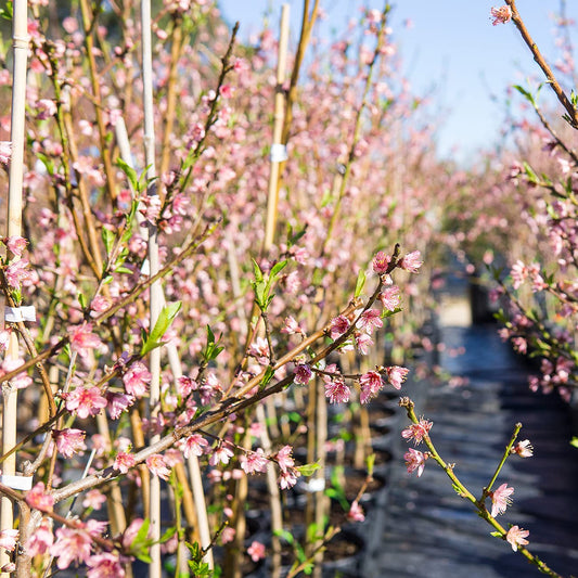 Perfect Plants Flordaking Peach Tree 4-5ft. Tall | Large Fruit | Heavy Producer