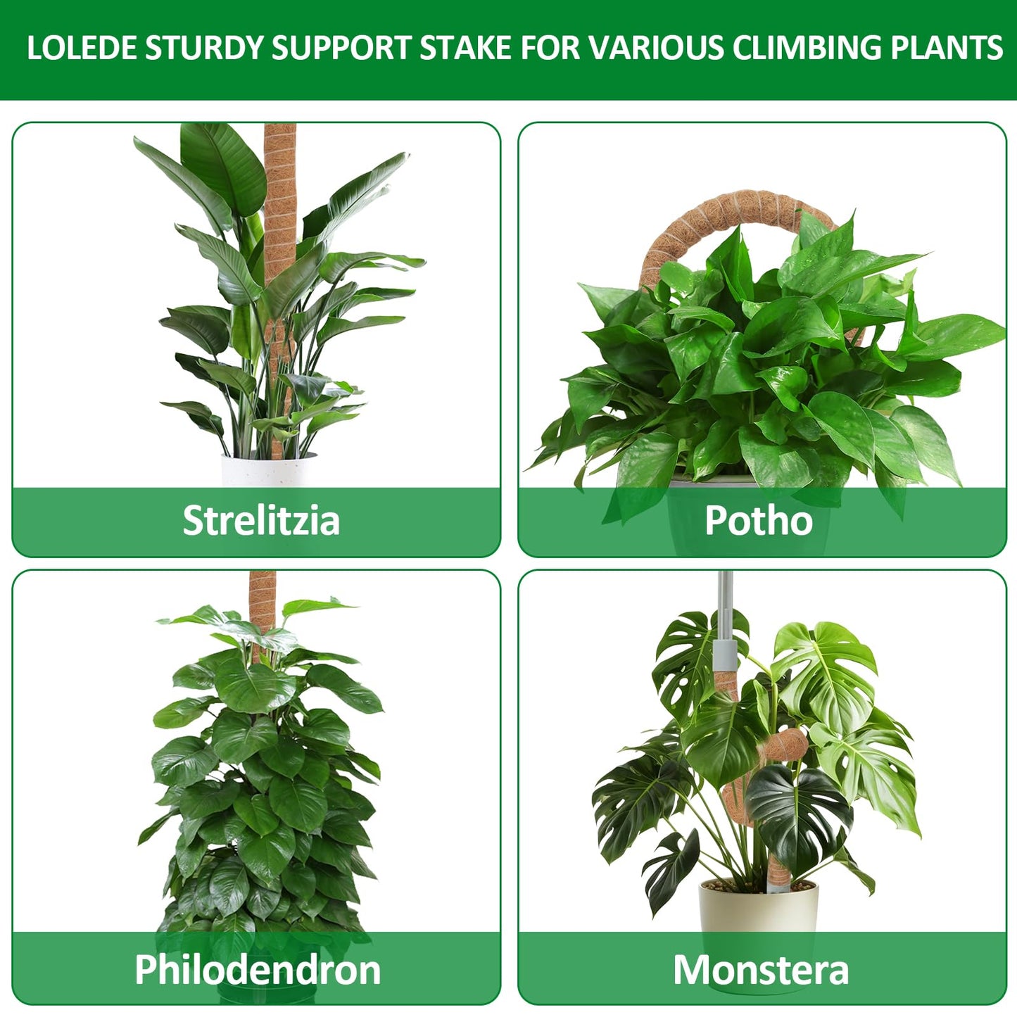LOLEDE 2 Pack Moss Pole, 55 Inches Tall Bendable Coco Coir Poles Monstera Plant Support for Climbing Indoor Plants, DIY Plant Stakes Kit Support for Pothos, Philodendron,Potted Plants