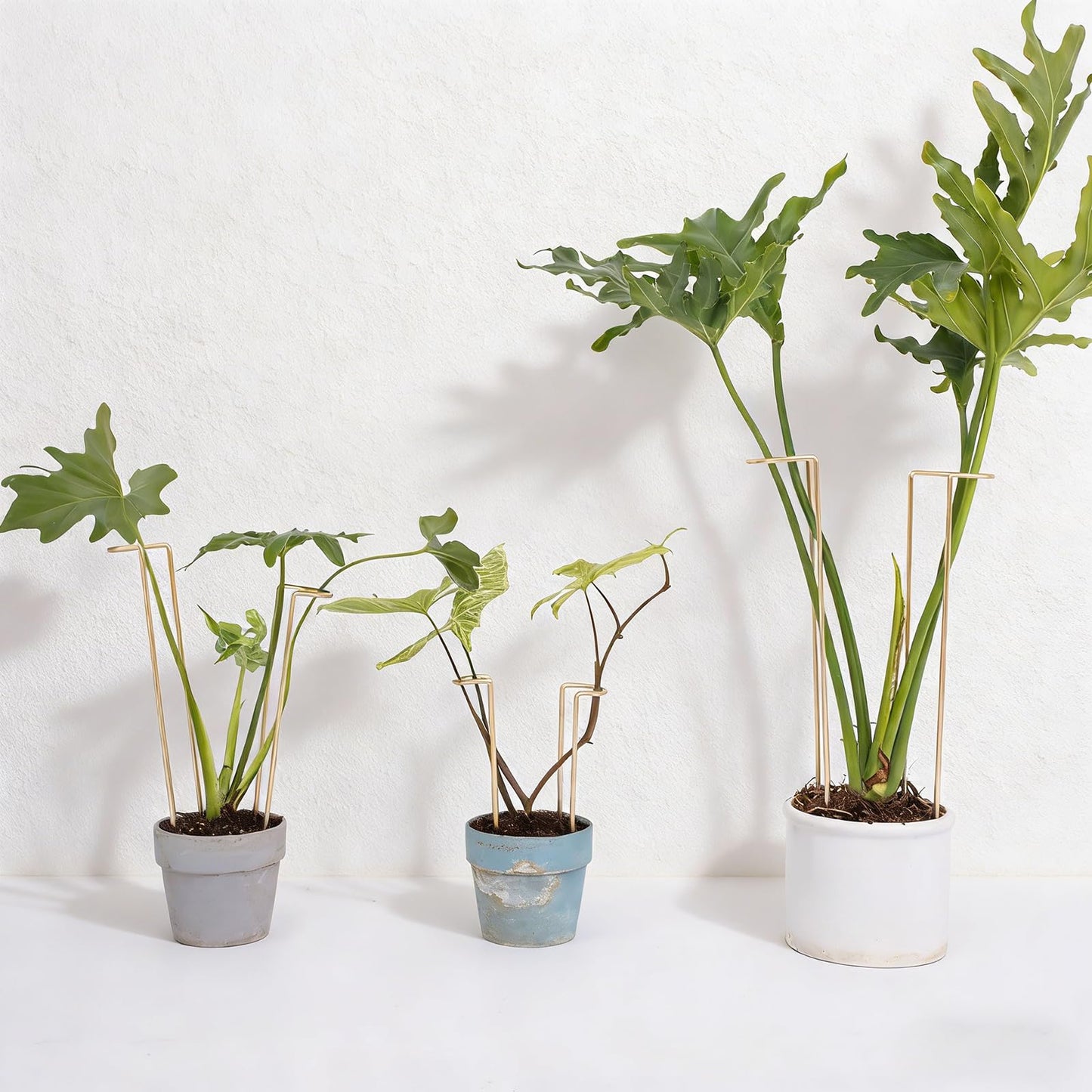 GOOOXIM 10-Pack Large Indoor Plant Stakes - 15.5-Inch Heavy Duty Metal Supports for Monstera and Outdoor Plants | Ideal for Supporting Tall Plants & Enhancing Garden Displays |
