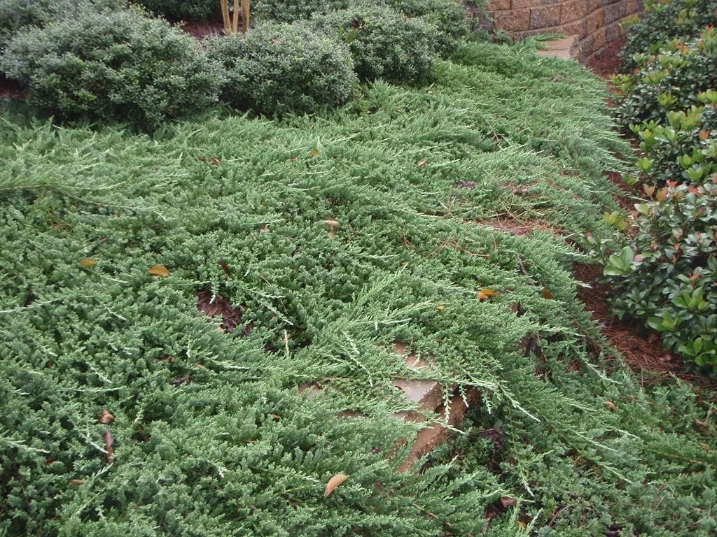 Bar Harbor Juniper | 5 Live 4 Inch Pots | Juniperus horizontalis 'Bar Harbor' | Perfect Lush Ground Cover & Landscape Accent | Drought Resistant & Low Maintenance