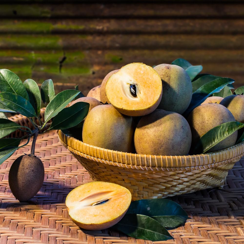 Sapodilla Tree Live Plant 2 to 3 Feet, in 3 Gallon Pot, Sapodilla Plant Live, No Shipping to CA