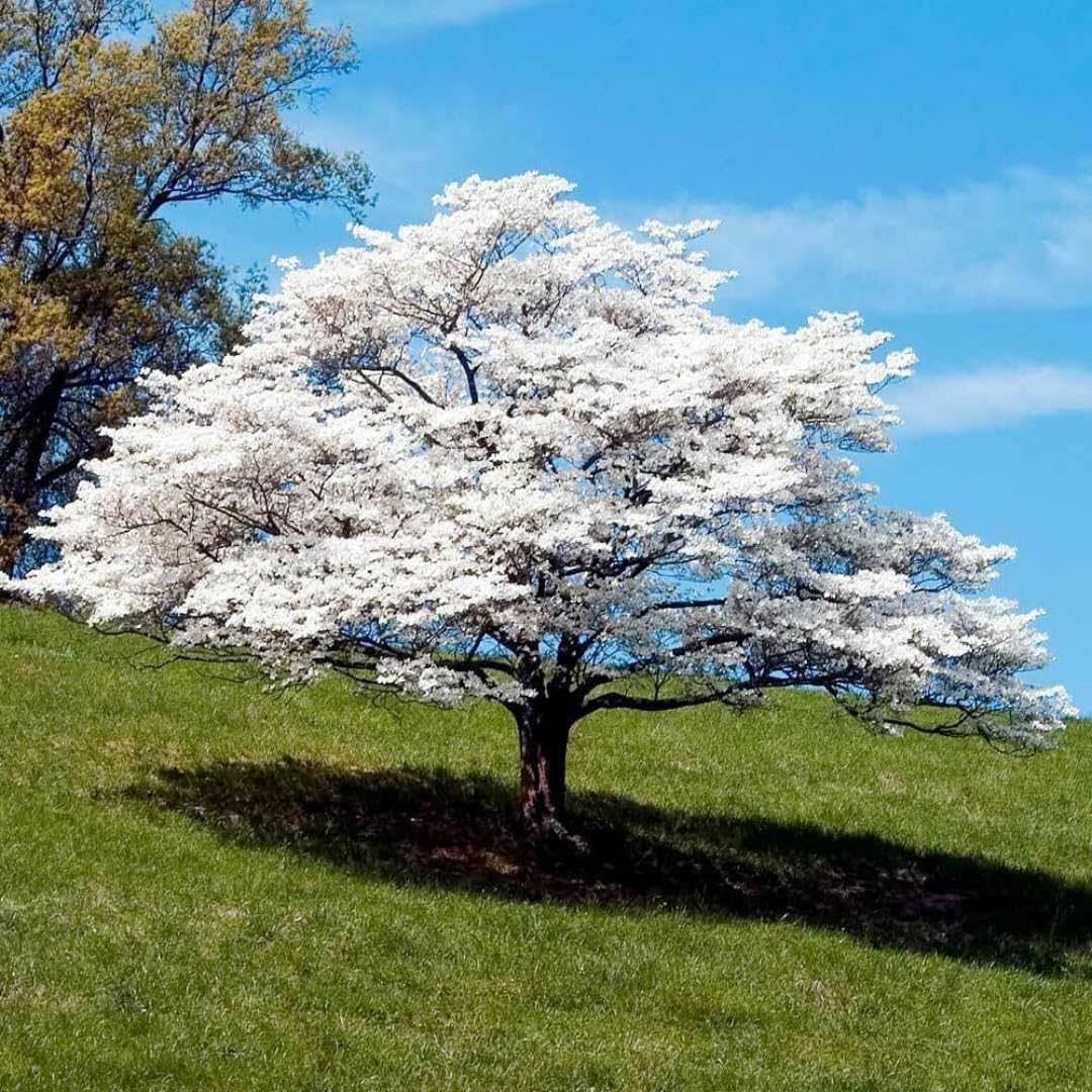 Dormant Dogwood Tree Live Plant, 9 Months Old 6-12 Inch Tall in Quart Pot, Dogwood Tree Potted, Perennial, Well Rooted Plants, Cold Hardy (White Flowering)