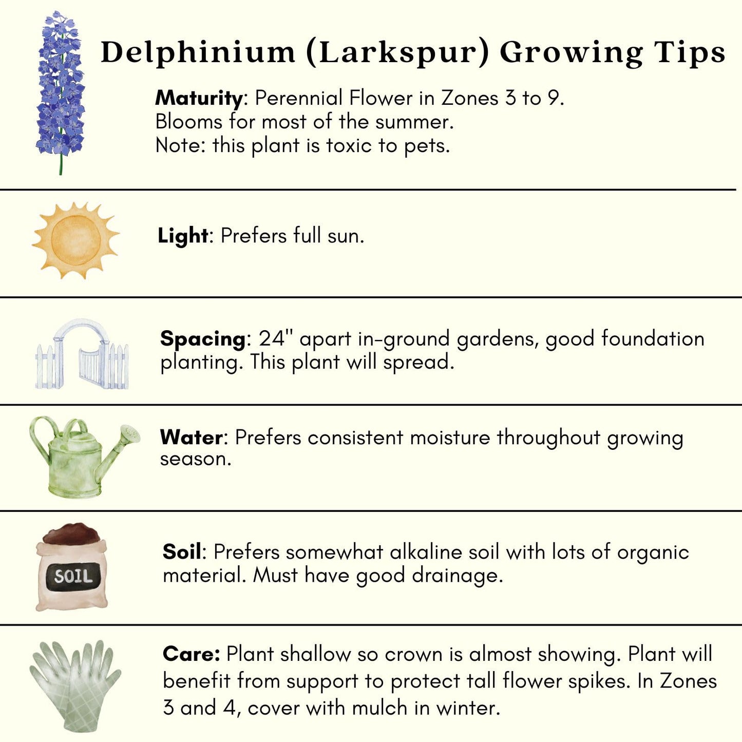 Clovers Garden Delphinium Black Knight (Larkspur) Live Plants - Two (2) Non-GMO Plants - Each 4" to 8" Tall in 4" Pots - Large Flower Spikes