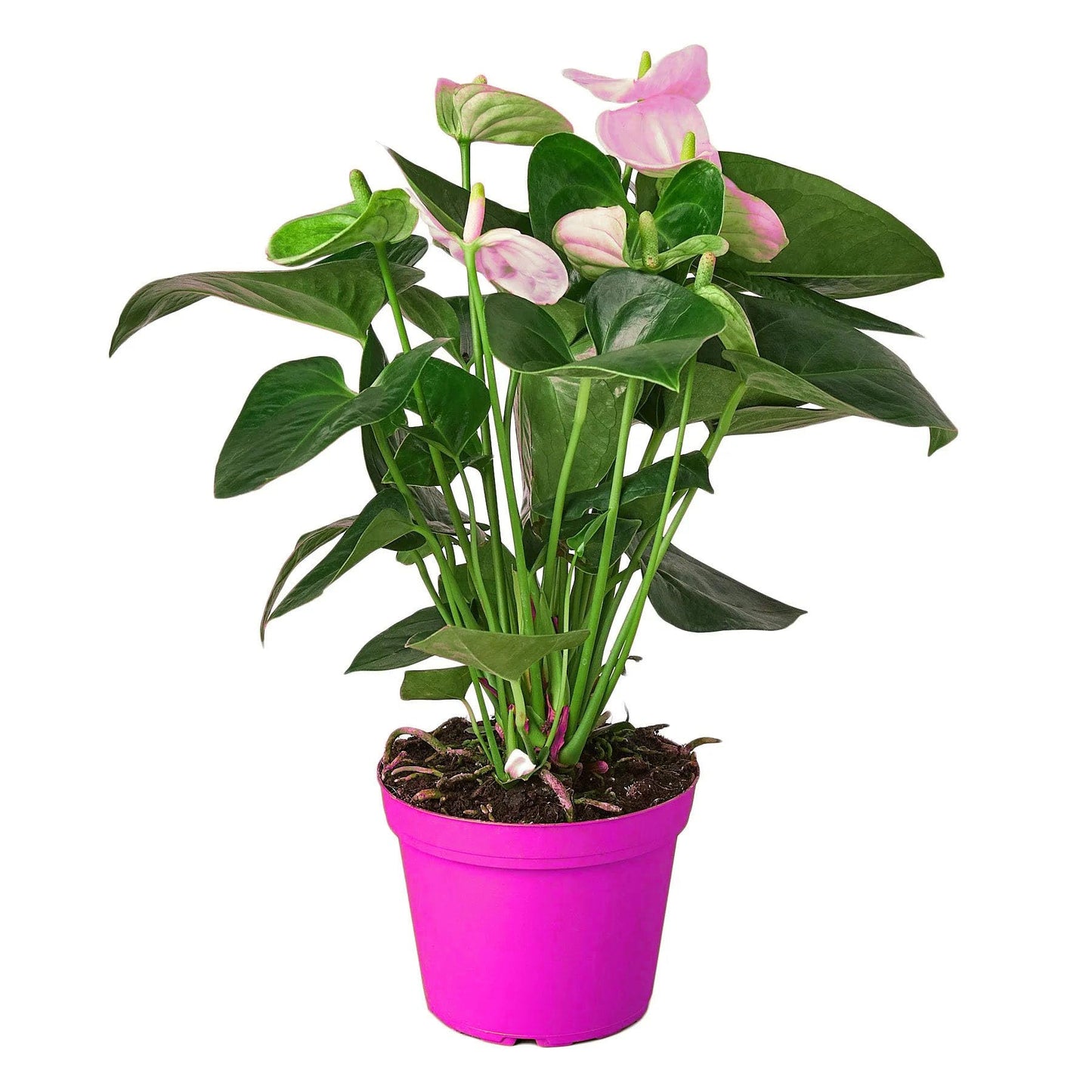 5 Pack Anthurium 'White' in 6in Pot - Live Tropical Houseplant - Easy to Grow | Variegated | USA Growers | The Snobby Leaf