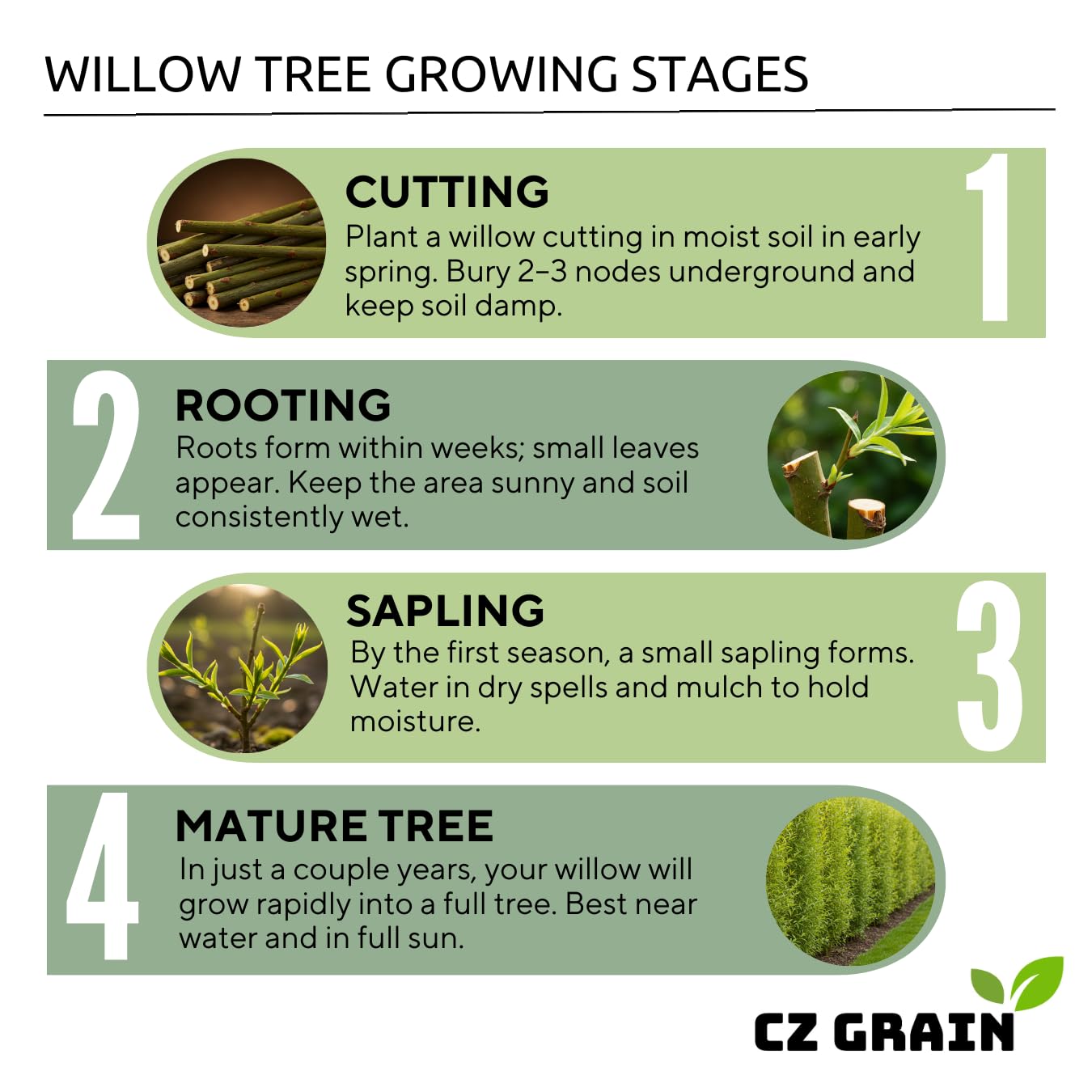 Hybrid Willow Tree Plants for Growing | Fast Privacy Hedge Row, Wind Block, Shade | Fast Growing - 12 Feet Per Year, Fast Growing Trees (10 Trees)