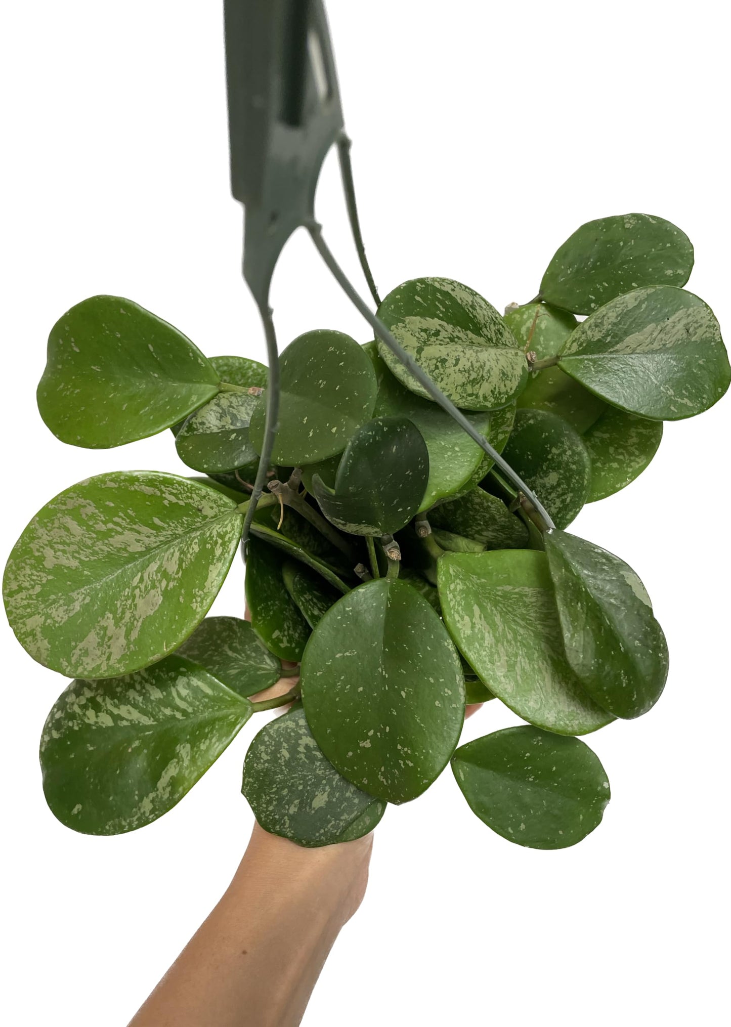 Hoya Obovata Spalsh Available in 2" Pot, 4" Pot, and 6" Hanging Pot Hoya Live Plants Live Houseplants California Seller (Multiple Plants, 6" Hanging Pot)