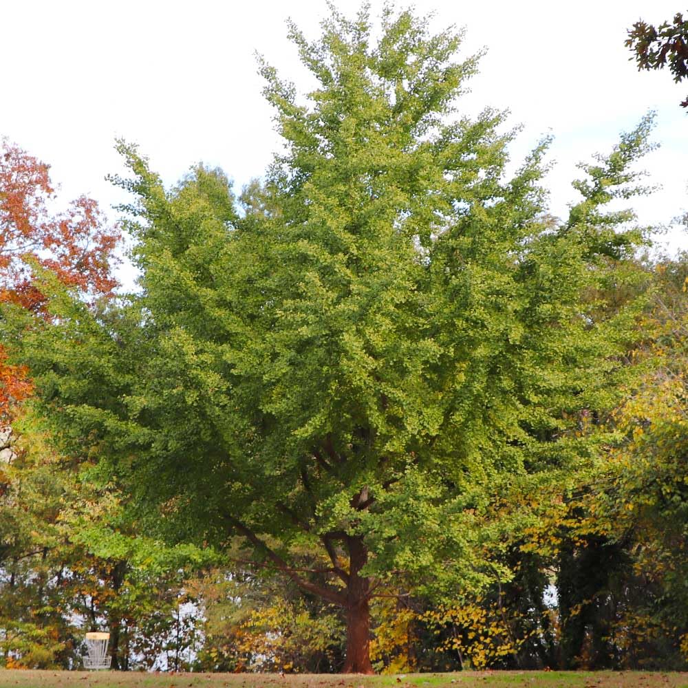 Brighter Blooms - Ginkgo Tree, 3-4 ft. - No Shipping to AK, AZ, HI, OR