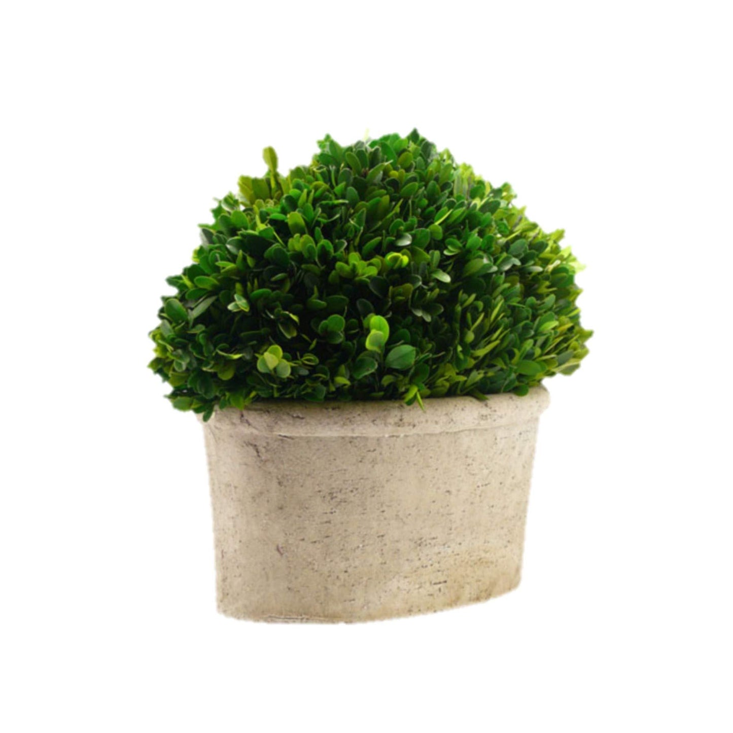 Serene Spaces Living Preserved Boxwood Oval Topiary in a Pot, Boxwood in Planters, Preserved Plant for Boxwood Table Decor, Centerpiece, Measures 12.5" Tall, 7.5" Wide & 14" Long