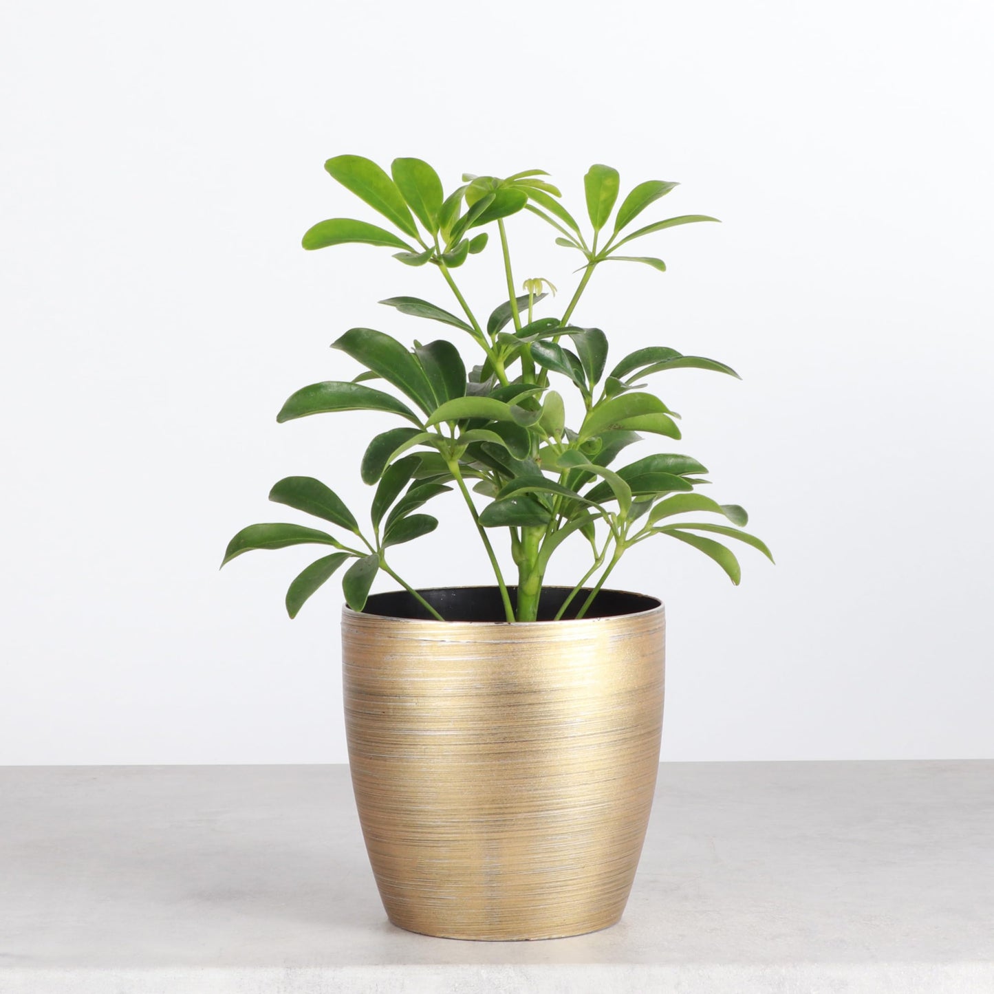Thorsen's Greenhouse Live Arboricola Umbrella Tree Plant, Schefflera Arboricola, Natural Air Purifier, Easy to Grow, Live Indoor Houseplant, 4-inch Diameter (Gold)