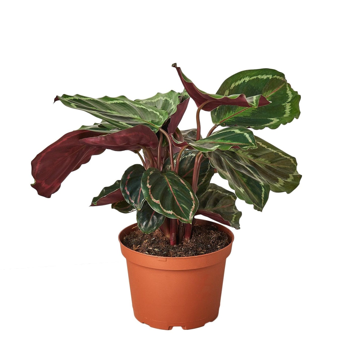 5 Pack Calathea Roseopicta 'Medallion' in 4in Pot - Live Plants Tropical Houseplants | Variegated | USA Growers | The Snobby Leaf