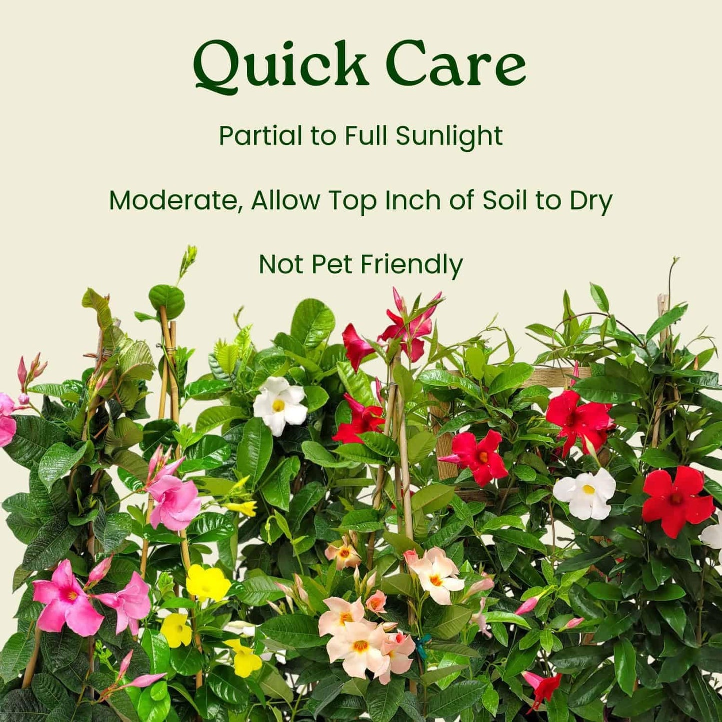 White Mandevilla Plant - Live Flowering Plant with Trellis - 18 inch Hoop, 18 inch to 20 inch Overall Height - 1 Gallon Planter - Tropical Plants of Florida (Plant + Heat Pack)