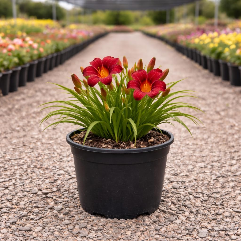 Pardon Me Daylily 1-Gallon
