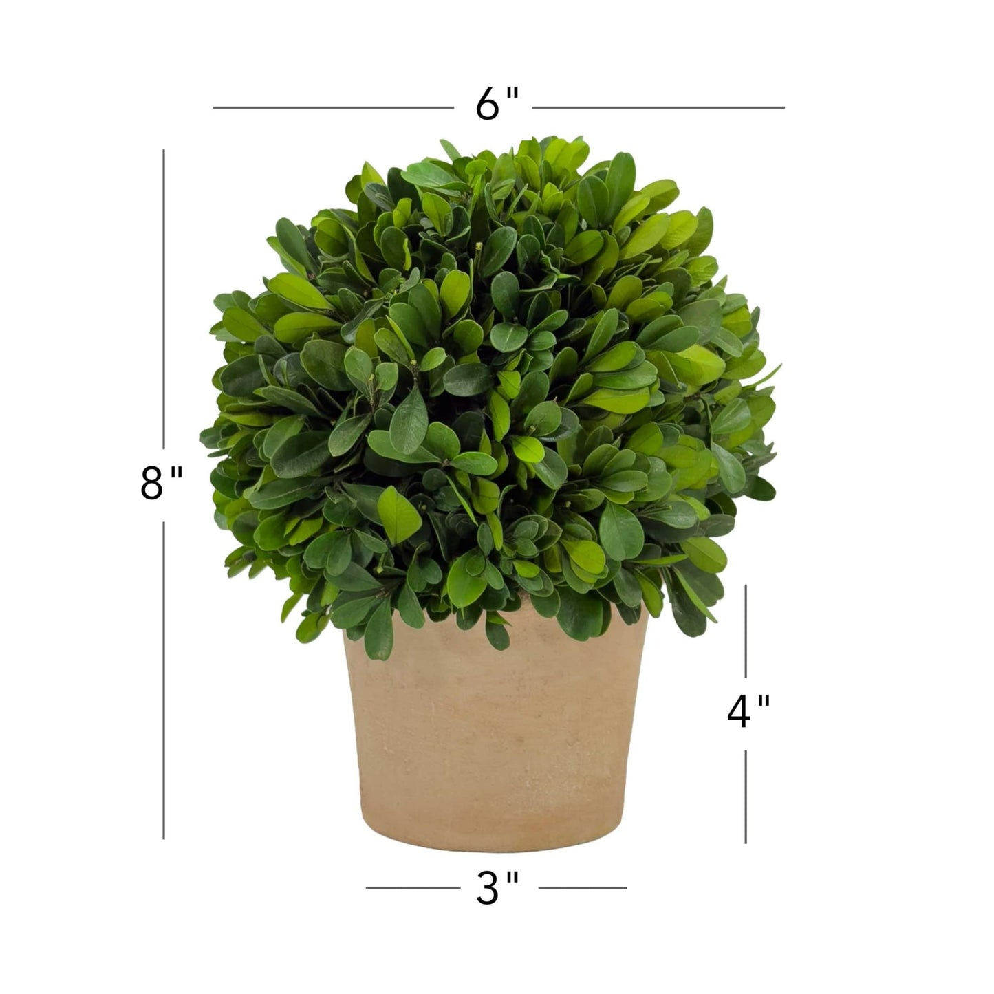 Shine Company Real Preserved Boxwood Ball Topiary in Terracotta Pot (8" Tall/6" Wide, Set of 2)