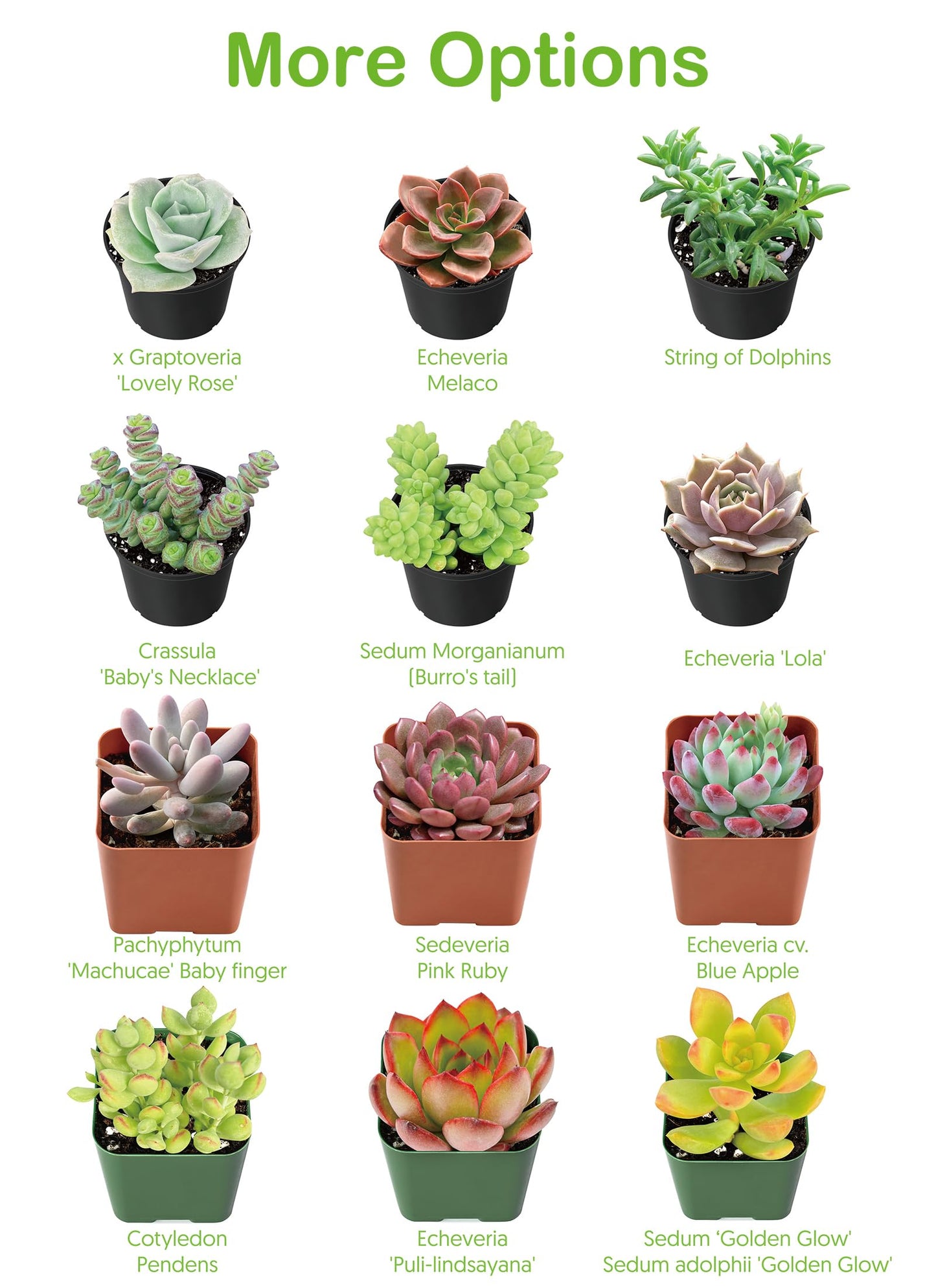 Live Succulent Plants Green Pagoda Mini Jade, Easy Care Potted Succulents in 4" Pots, Indoor Houseplant, Unique Gifts, Home Office Décor