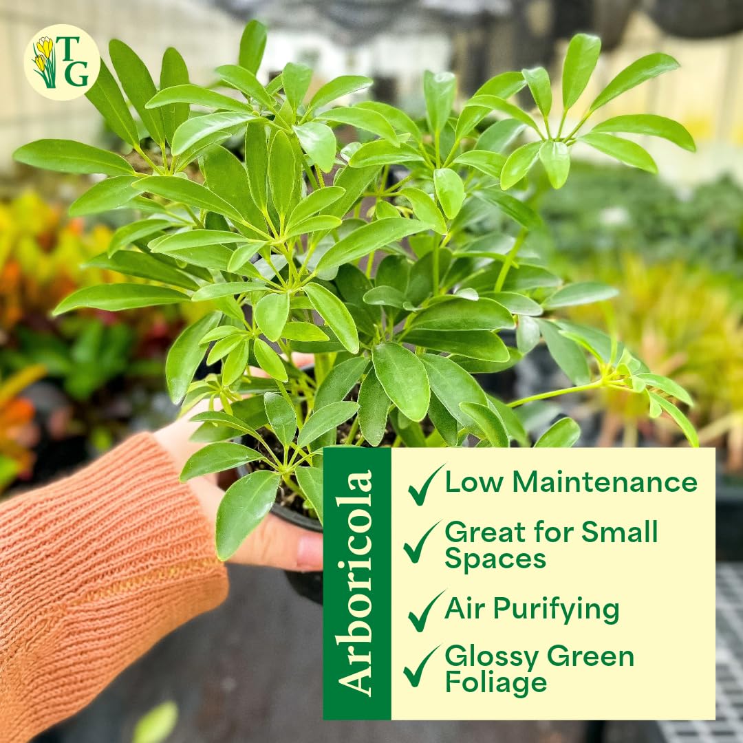 Thorsen's Greenhouse Live Arboricola Umbrella Tree Plant, Schefflera Arboricola, Natural Air Purifier, Easy to Grow, Live Indoor Houseplant, 4-inch Diameter (Brushed Silver)