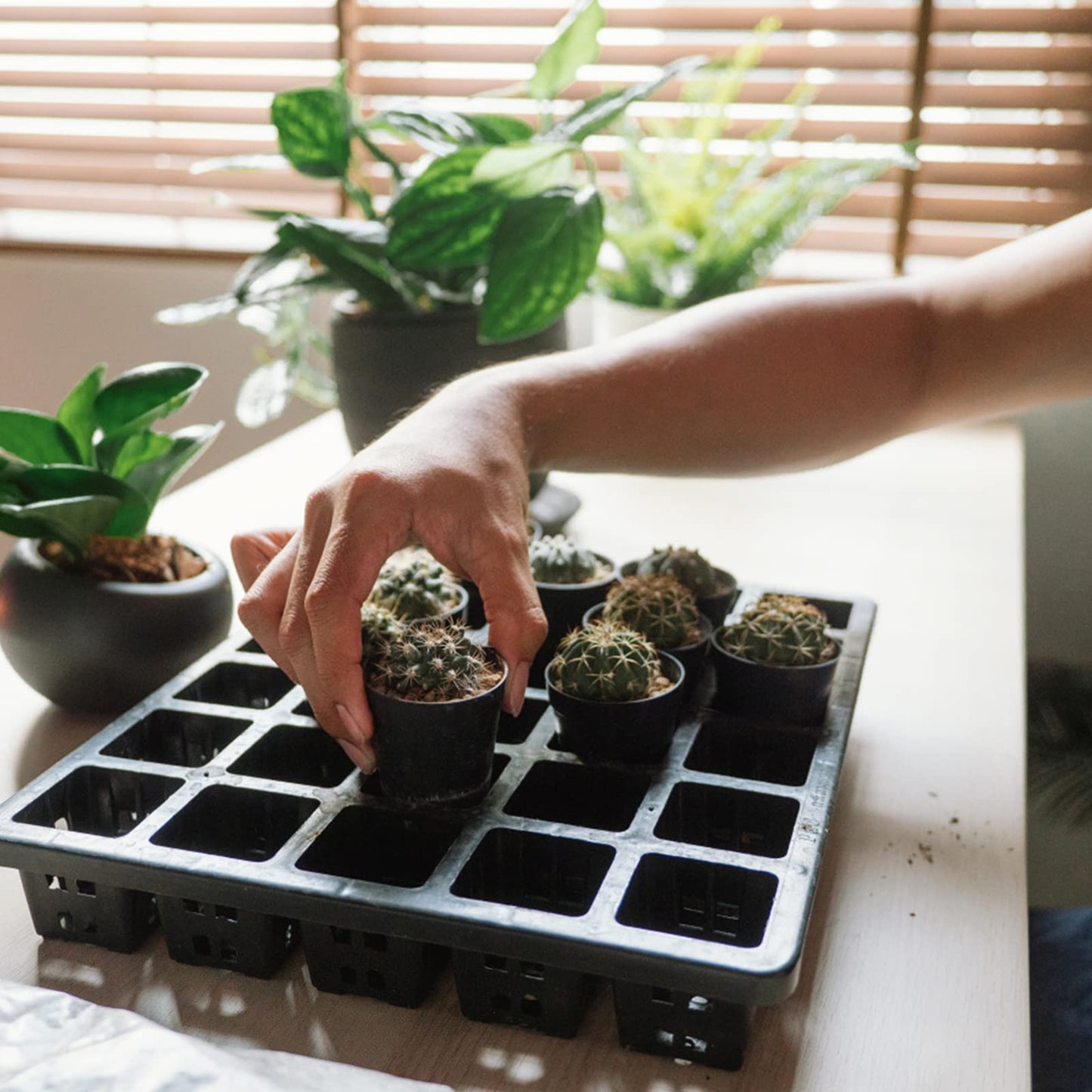 KINGLAKE GARDEN Small Black Plastic Pots,50 Packs 2 Inch Small Plant Pots with Drainage Holes,Mini Nursery Plastic Plant Planters for Succulents,Indoor Outdoor Plant