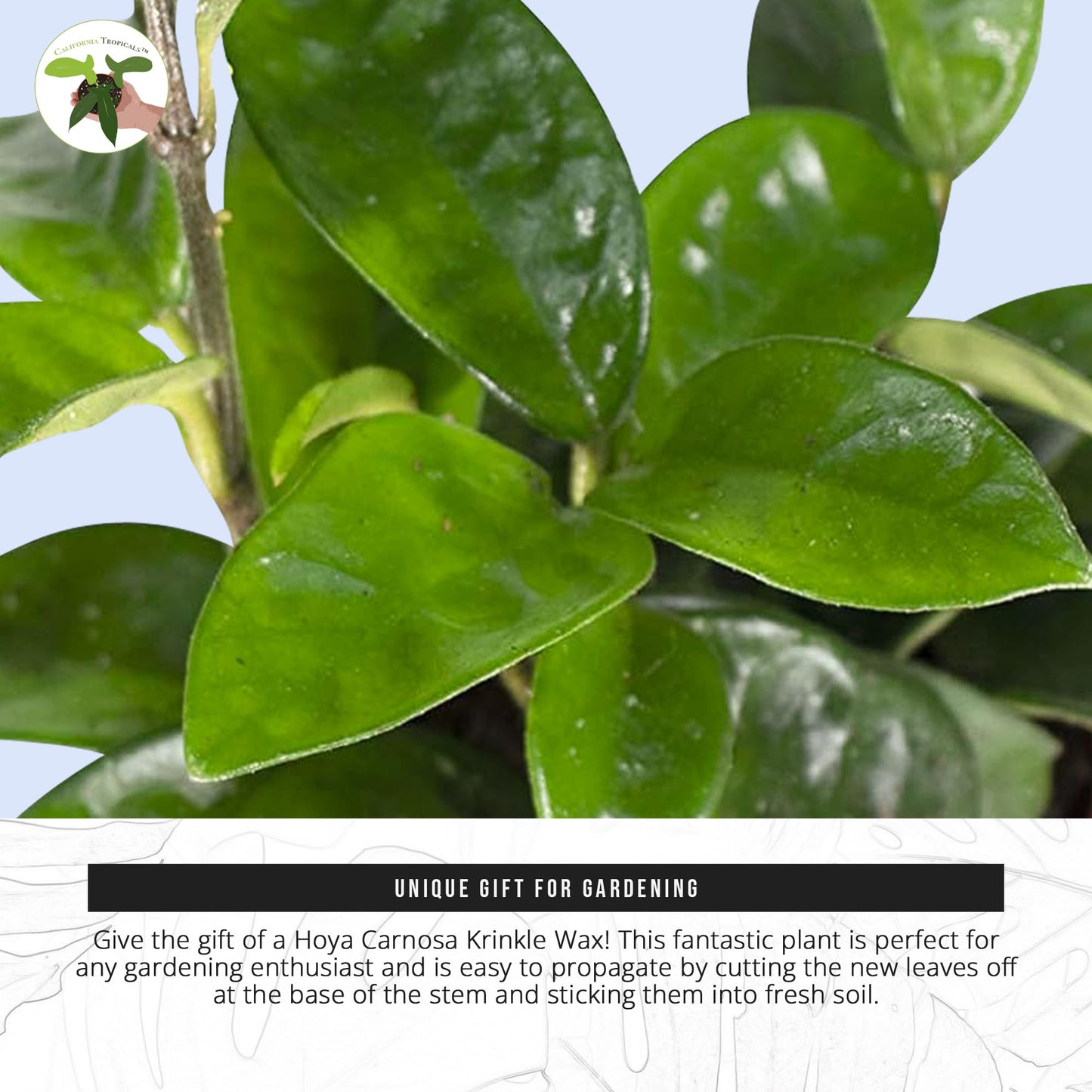 California Tropicals Live Hoya Carnosa Krinkle Wax Plant - Unique Houseplant, Indoor & Outdoor Decorative Garden Gift, Easy to Grow with Potting Soil, Planters & Pots for Home Decor, Office & Patio