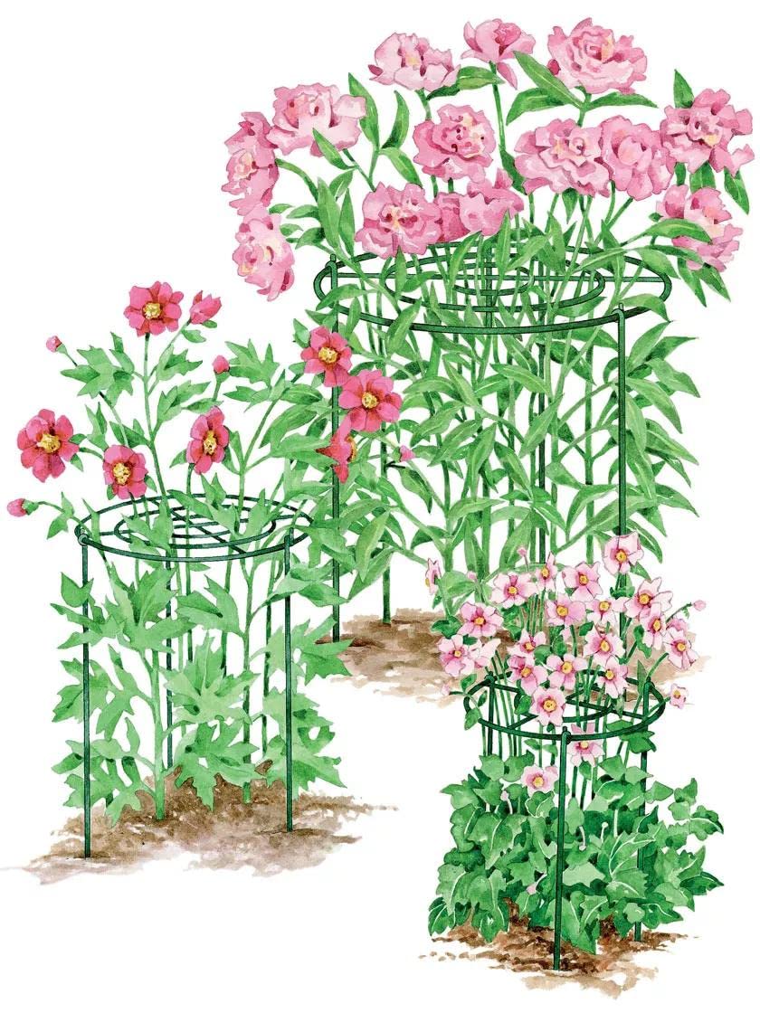 Gardener's Supply Company Grow Through Plant Support | Sturdy Metal Support Frame for Peonies, Roses Flower Garden Cage | Wide Top Rings Bouquet Shape |18" D X 24" H (Set of 3)